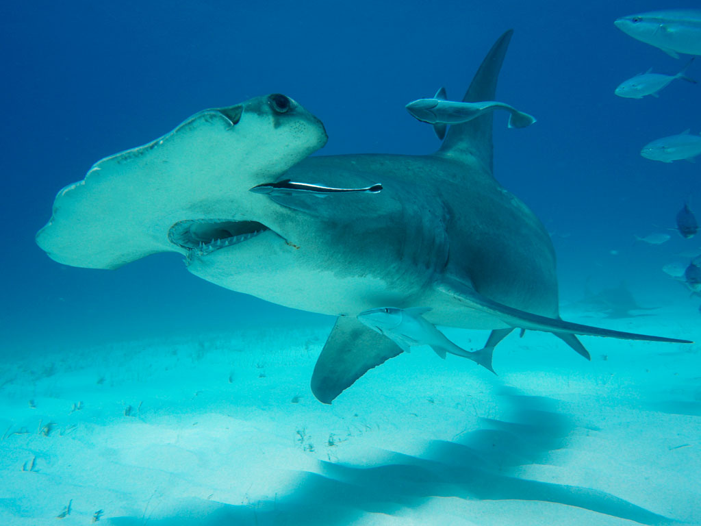 Martillo Gigante en Bimini