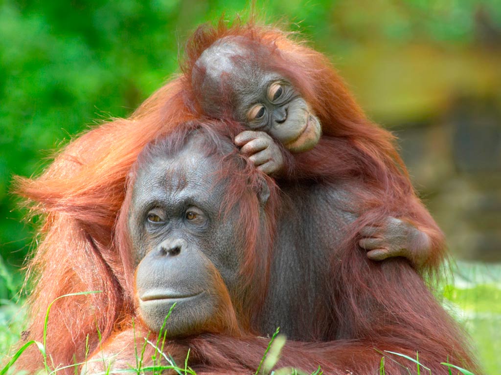 Borneo y Sipadan