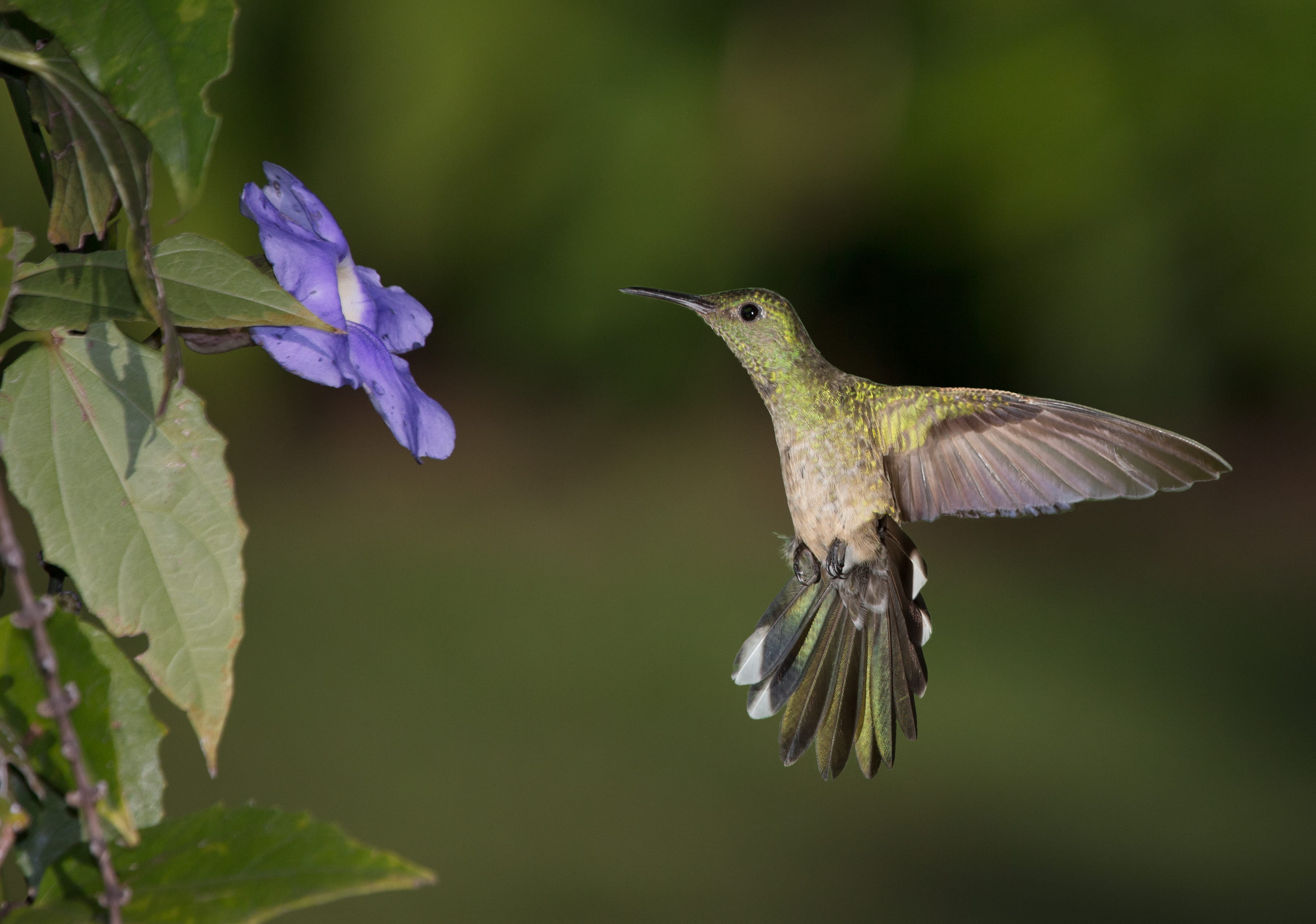 Trips in Costa Rica