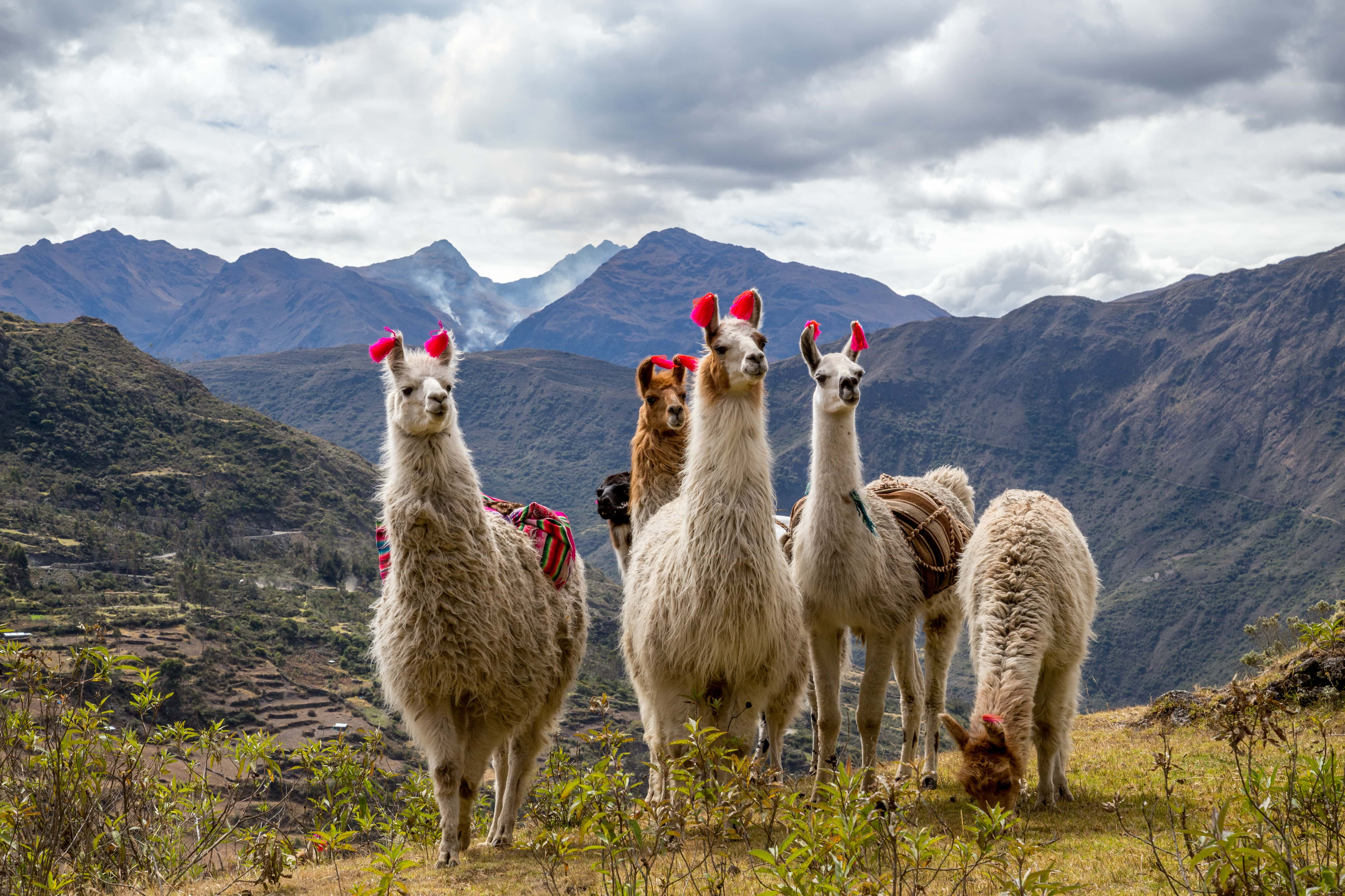 Trips in Peru