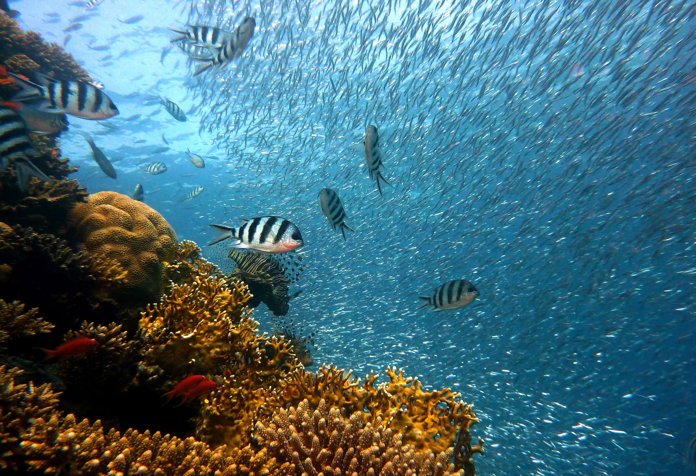 Vida a bordo en La Gran Barrera de Coral - viaje de   en  Australia