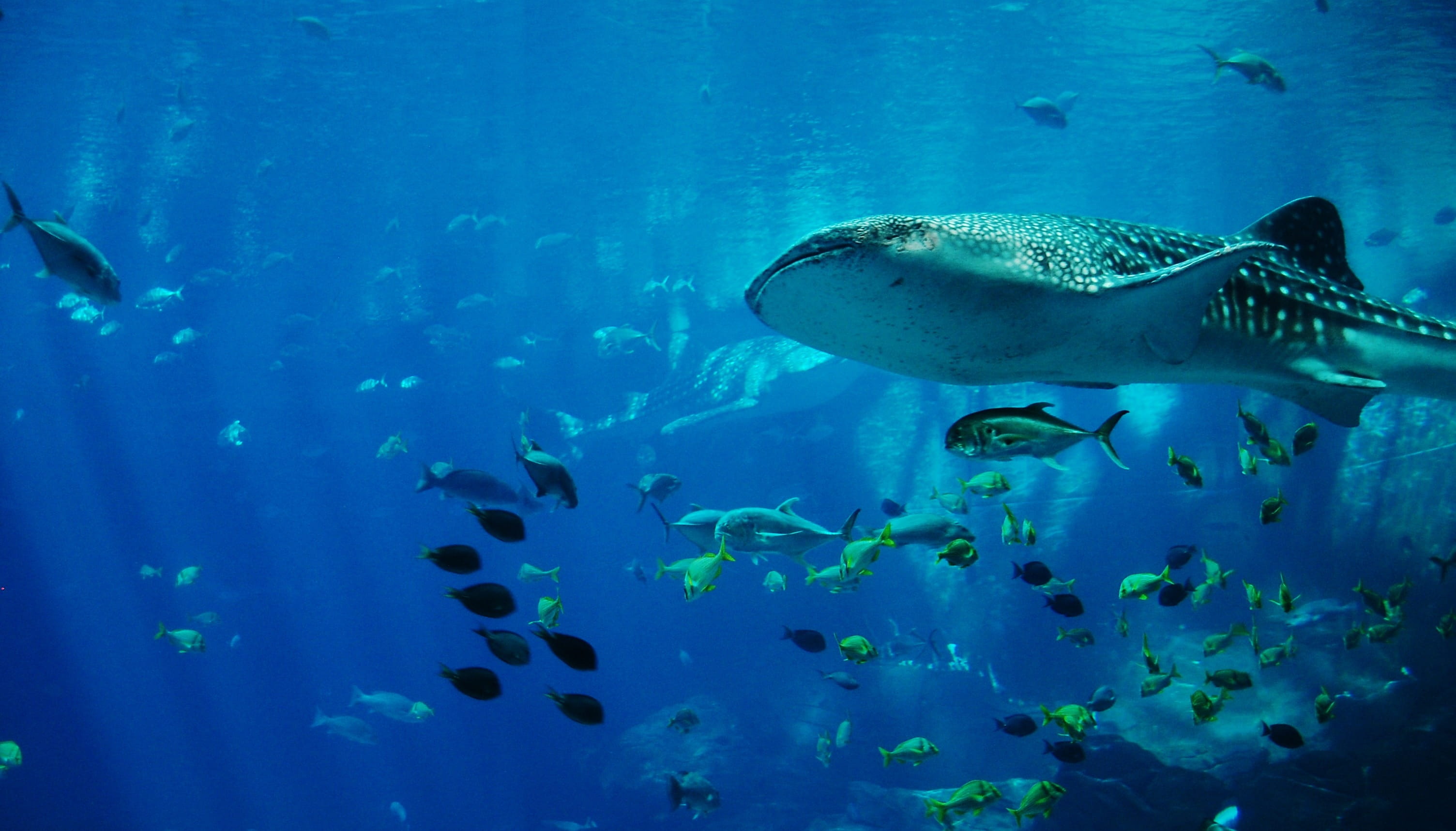 Great Barrier Reef Liveaboard Diving - trip of   in  Australia