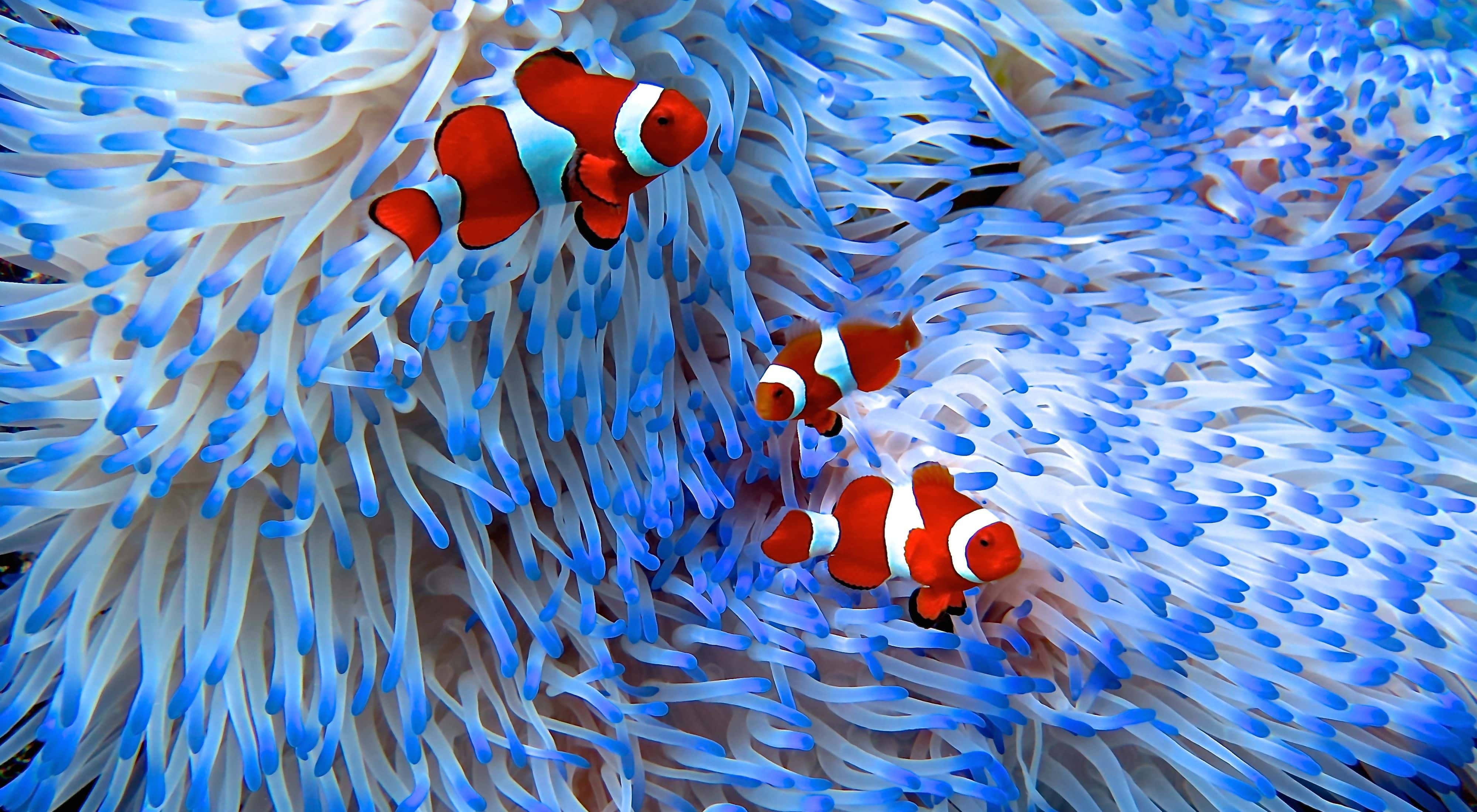 Great Barrier Reef Liveaboard Diving - trip of in Australia