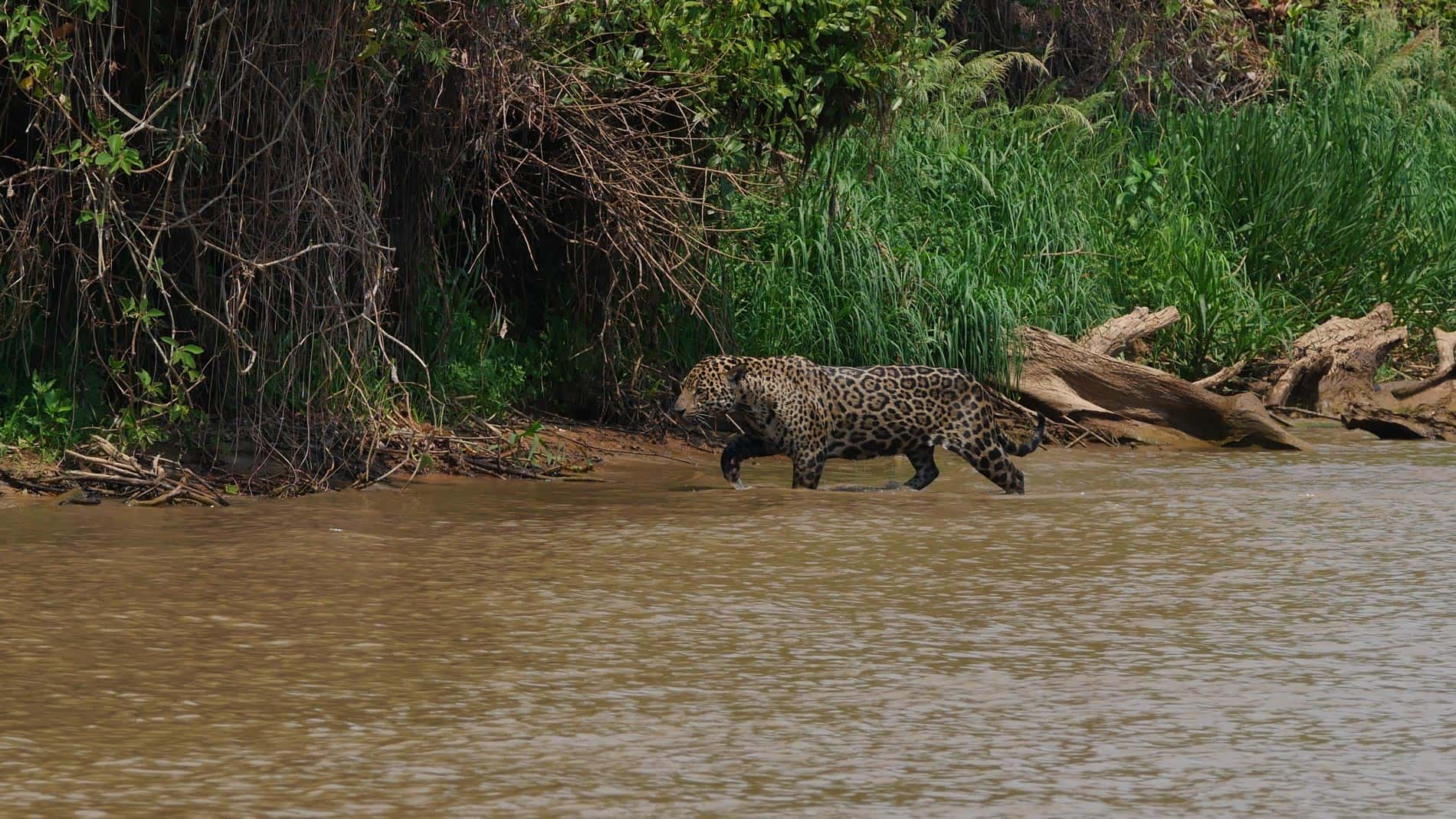 Buscando el Jaguar