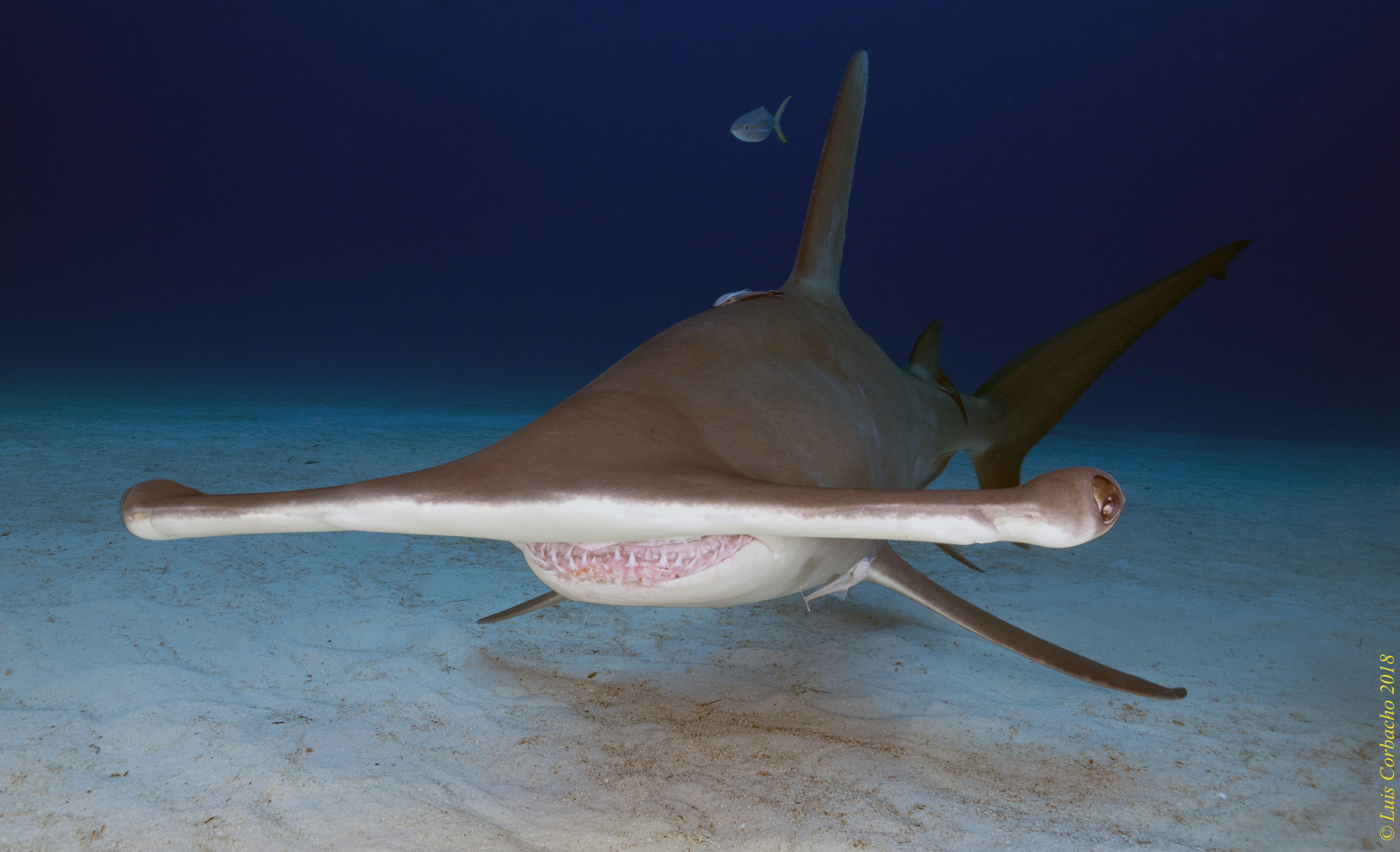 Gran Martillo en Bimini