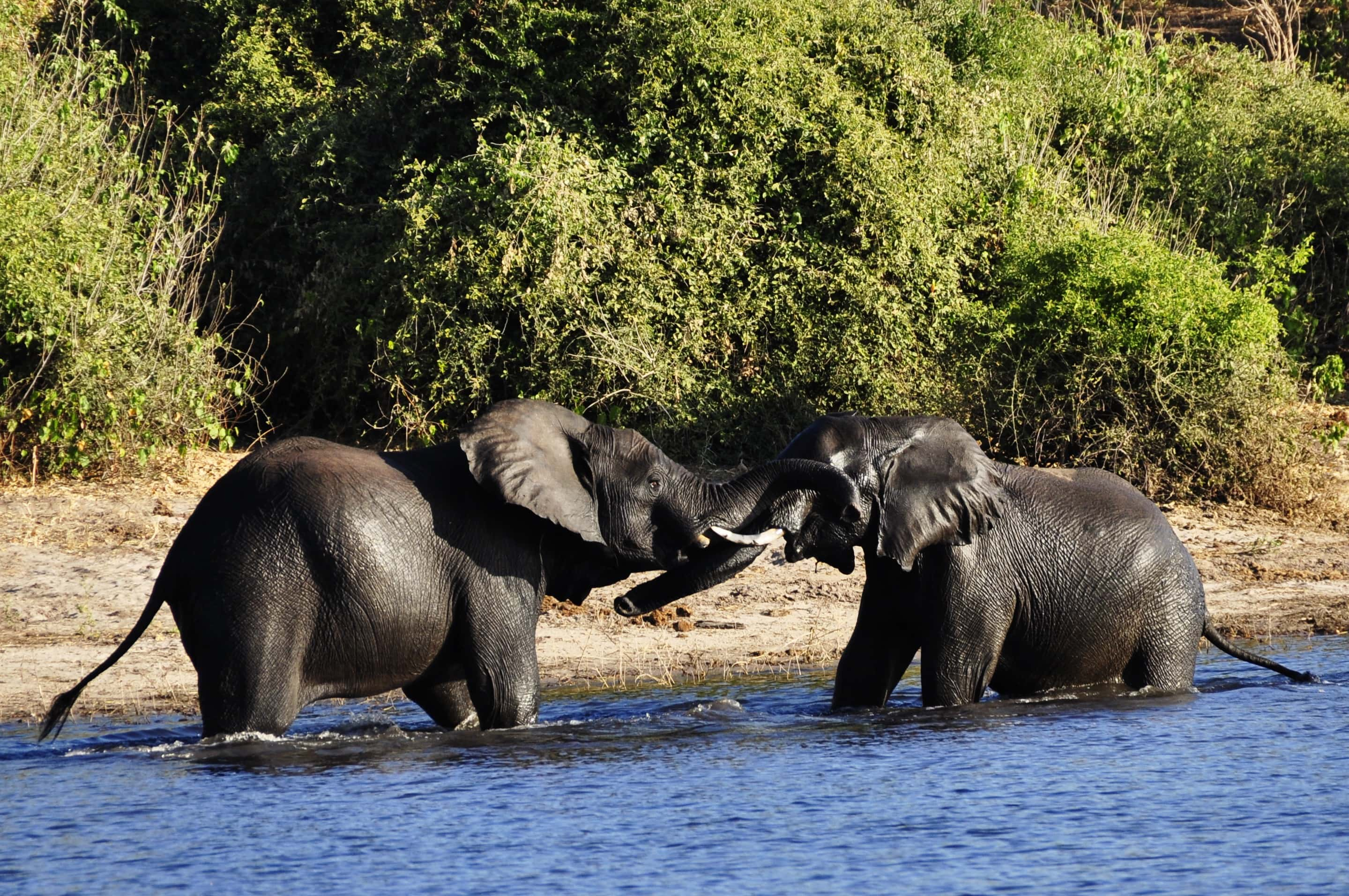 Okavango delta - trip of   in  South Africa, Botswana