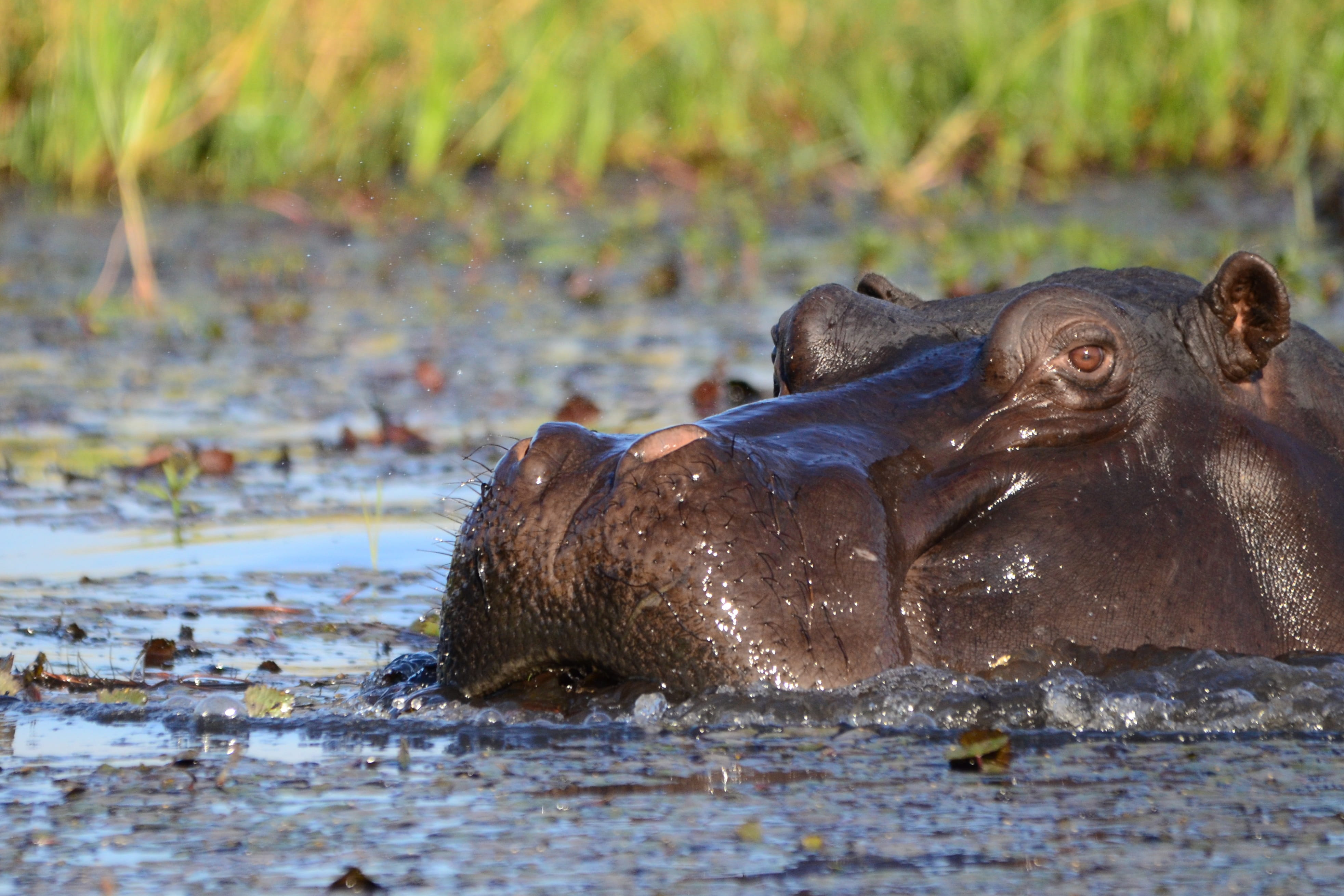 Okavango delta - trip of   in  South Africa, Botswana