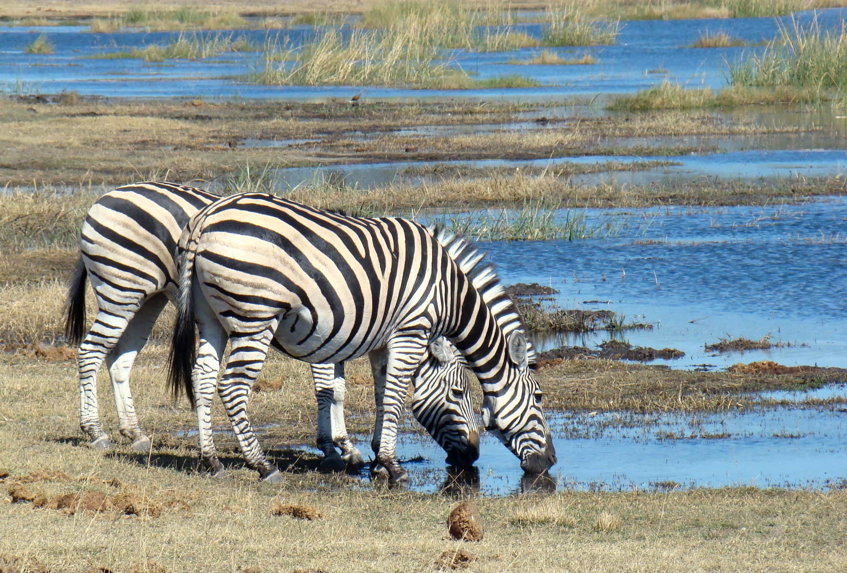 Kruger, Chobe and Victoria Falls - trip of   in  Botswana, South Africa