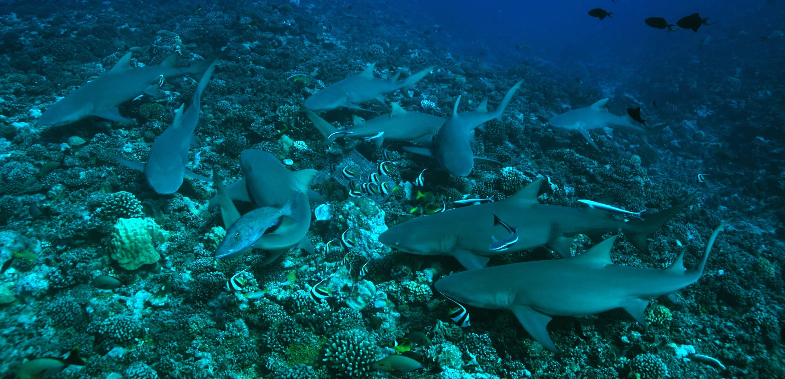 Buceo en Providencia, San Andres - viaje de   en  Colombia