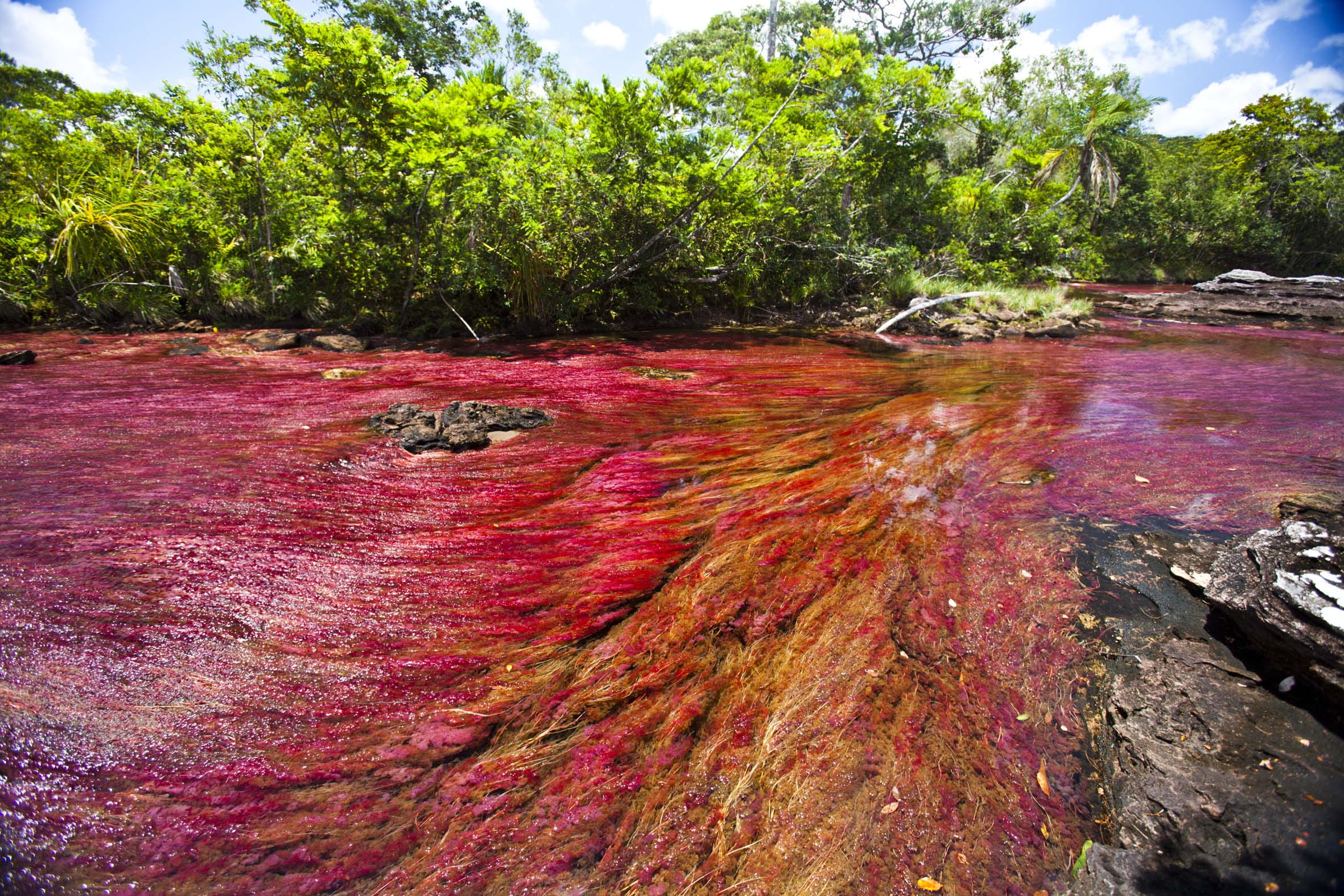 Caño Cristales  - trip of   in  Colombia