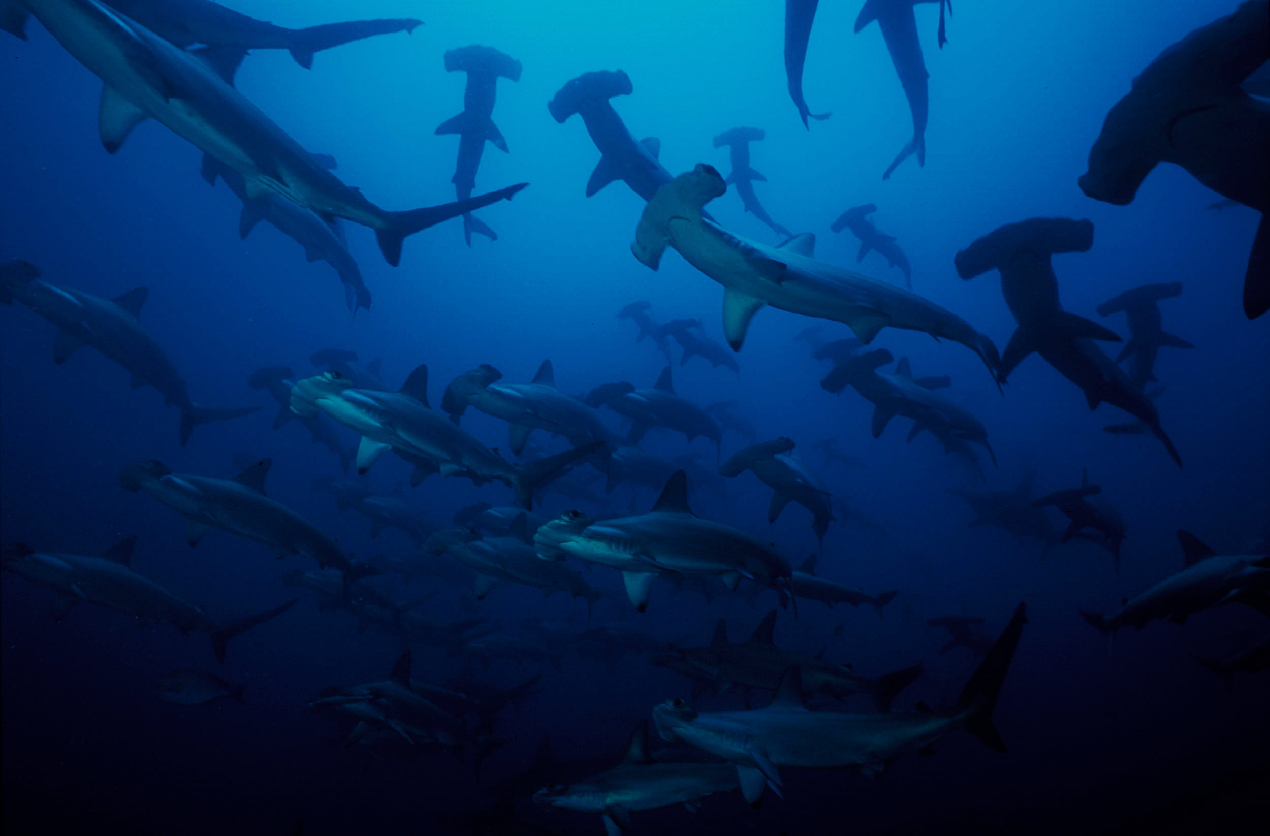 Vida a bordo en Malpelo - viaje de   en  Colombia