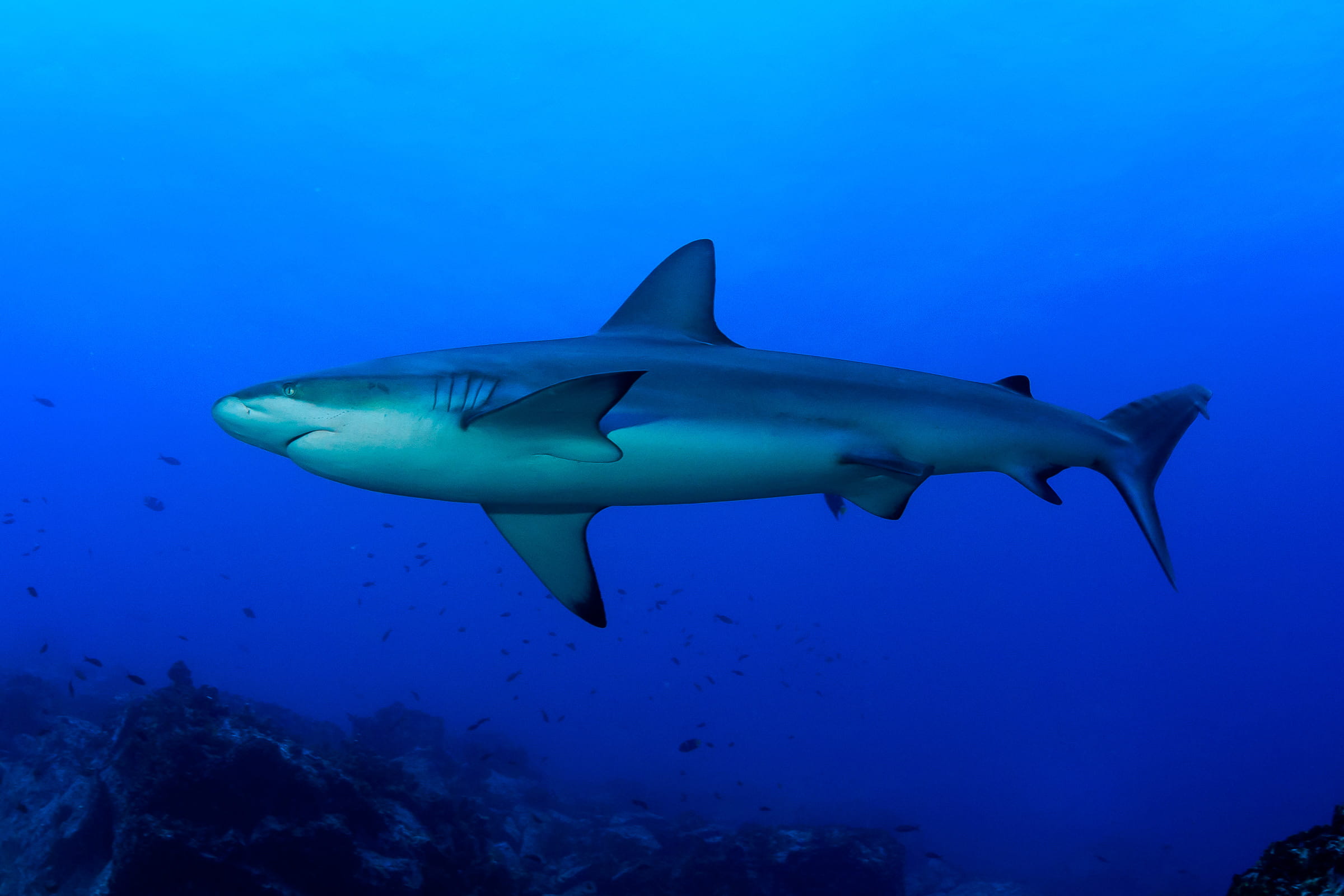 Vida a bordo en Malpelo