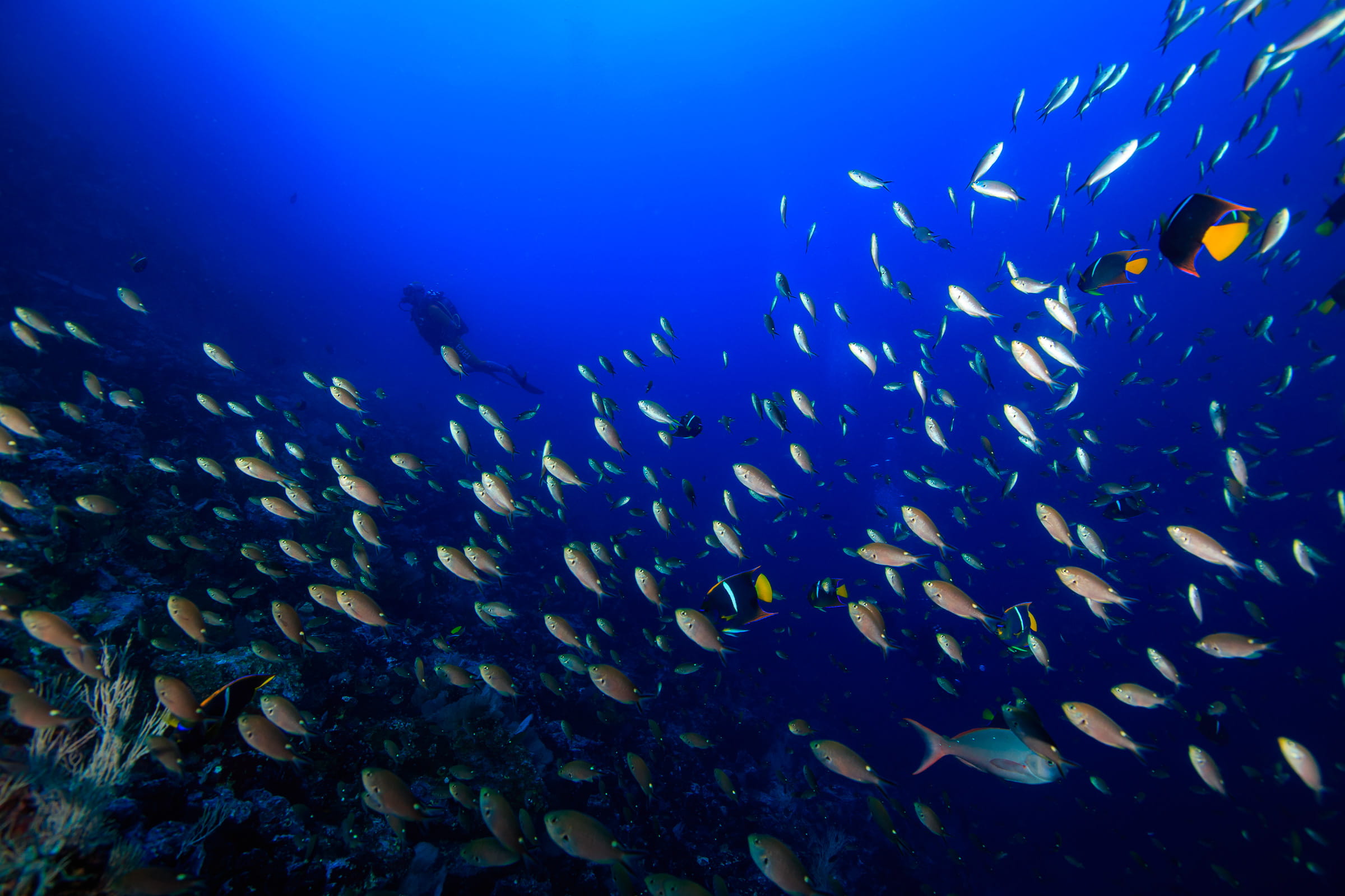 Vida a bordo en Malpelo - viaje de   en  Colombia