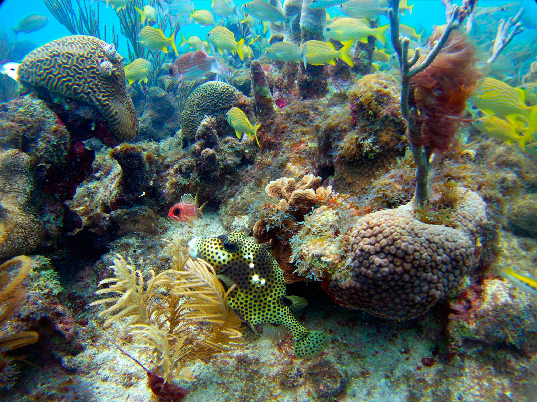 Diving in Providencia, San Andres - trip of   in  Colombia