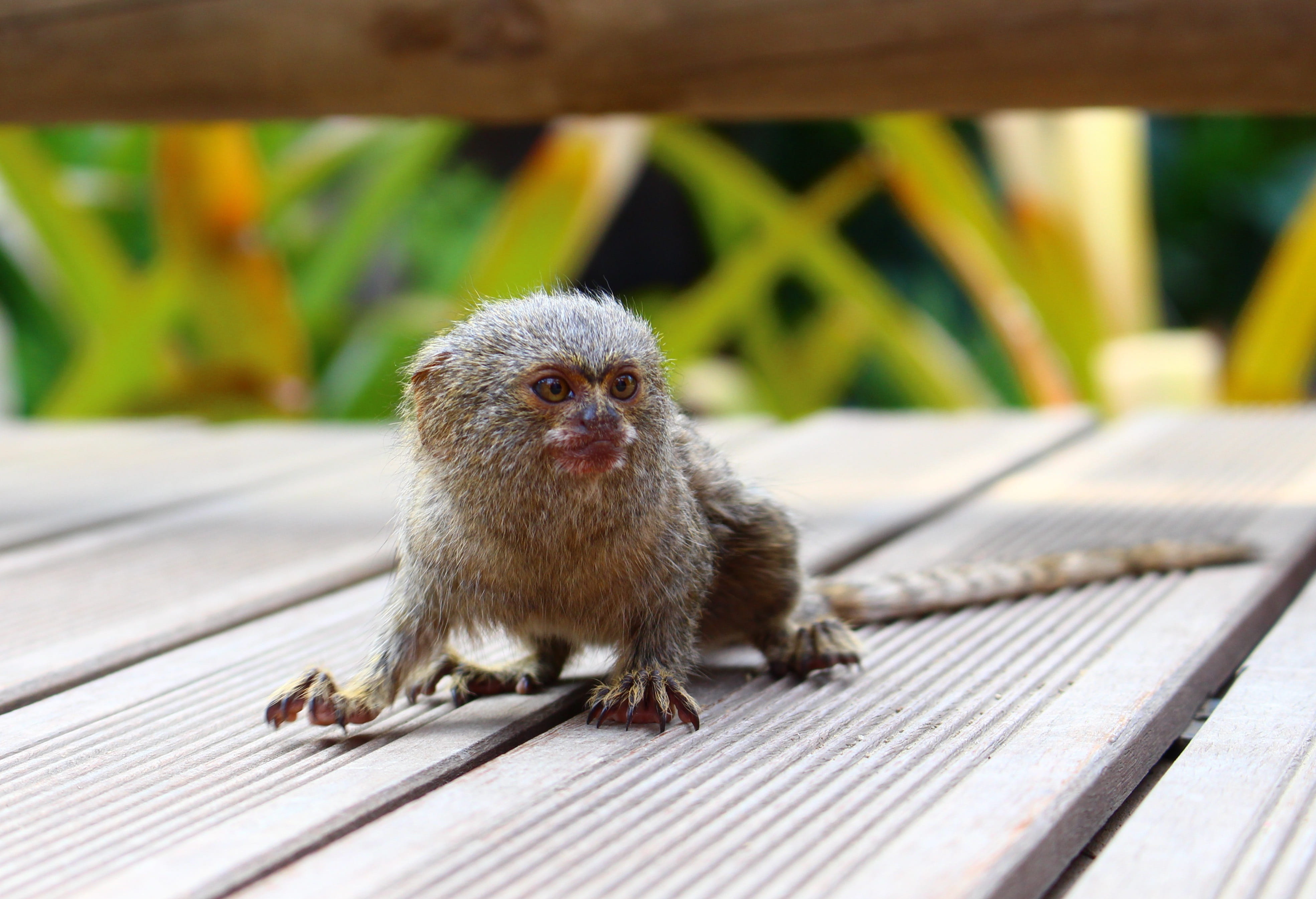 Small monkey. Карликовая обезьянка игрунка. Карликовая мармозетка игрунка. Карликовая игрунка белоухая. Обезьяна мармозетка.