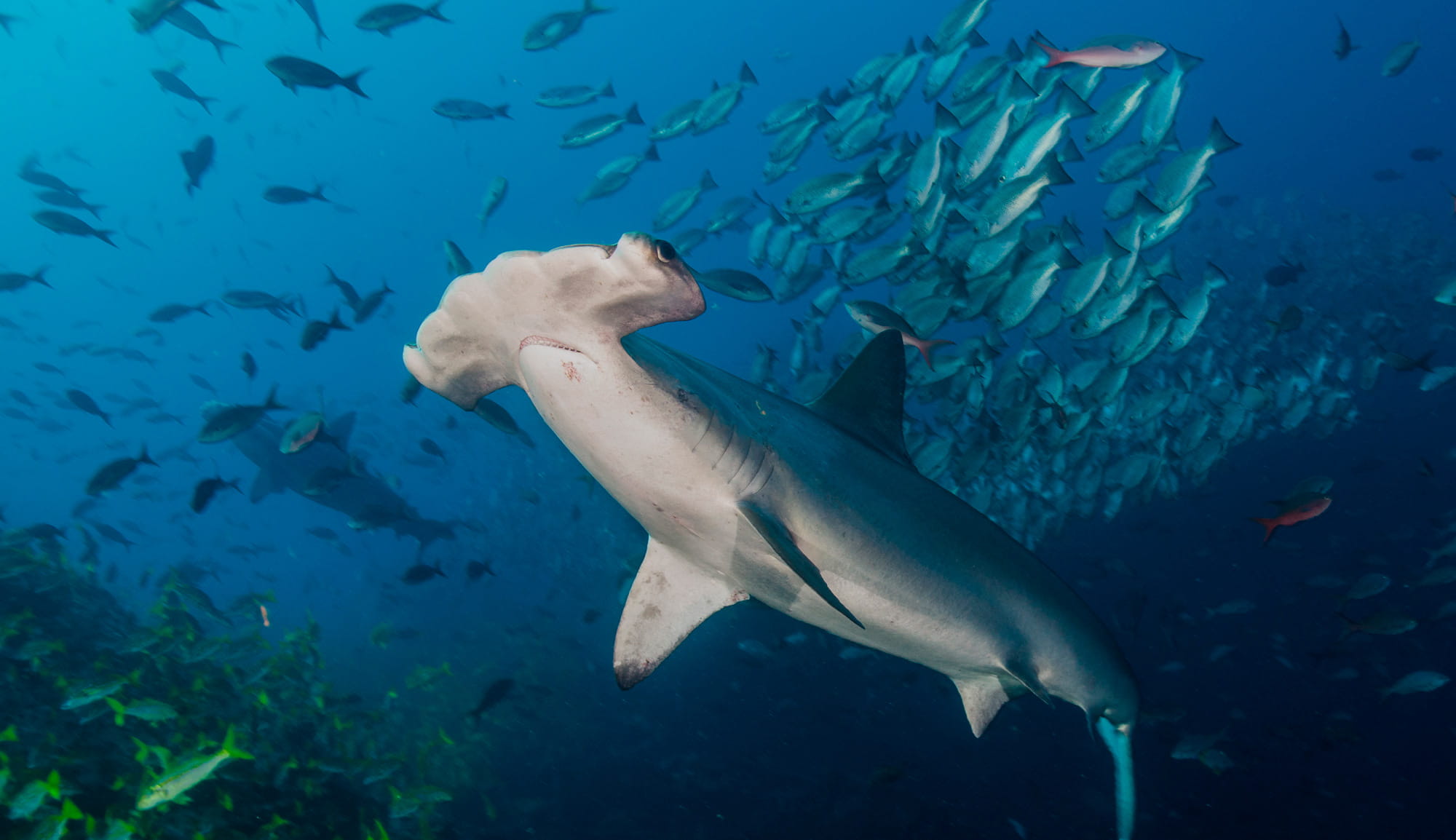 Liveaboard in Barren Islands - trip of   in  Madagascar