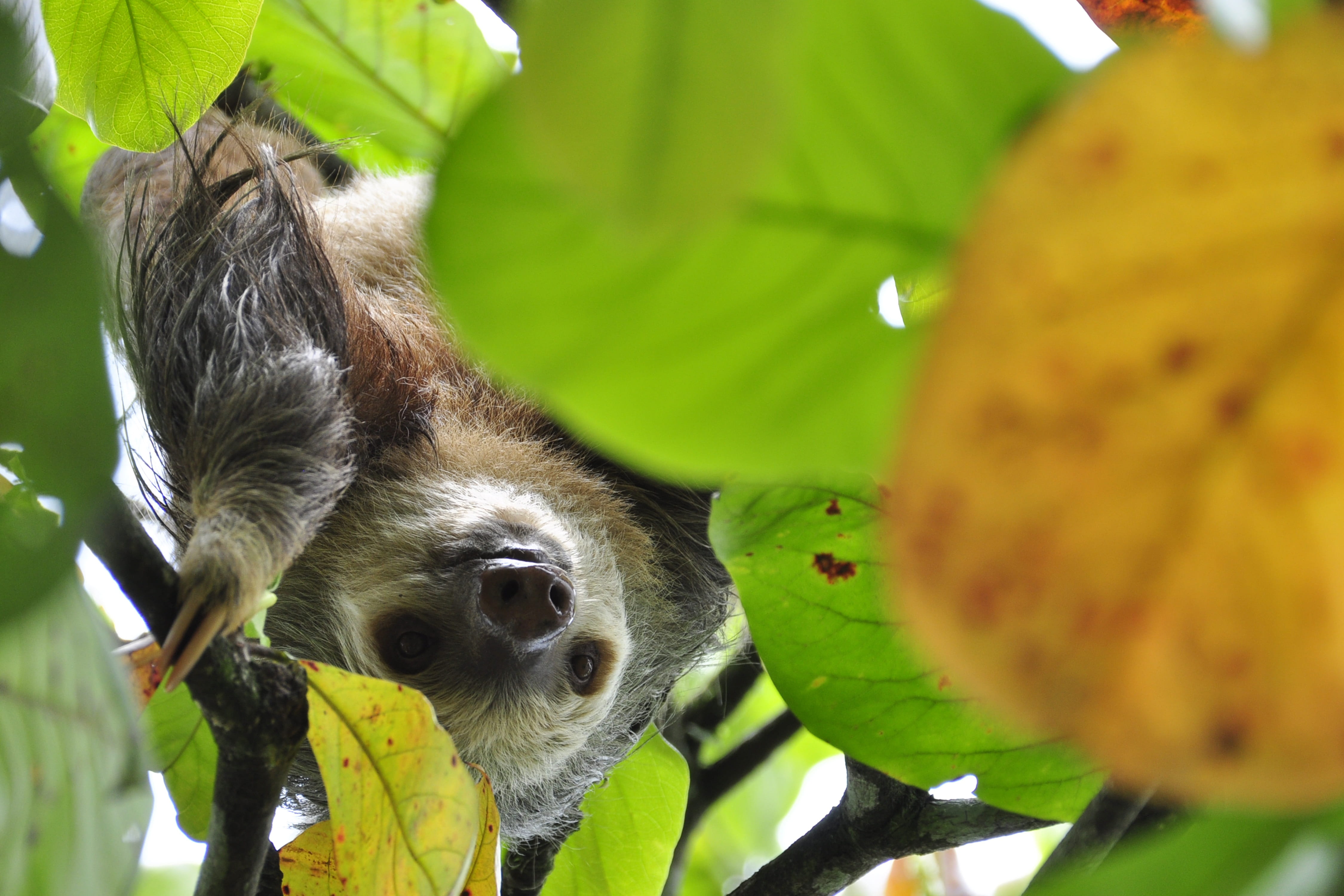 Costa Rica, Nicaragua y Caribe - viaje de   en  Nicaragua, Costa Rica