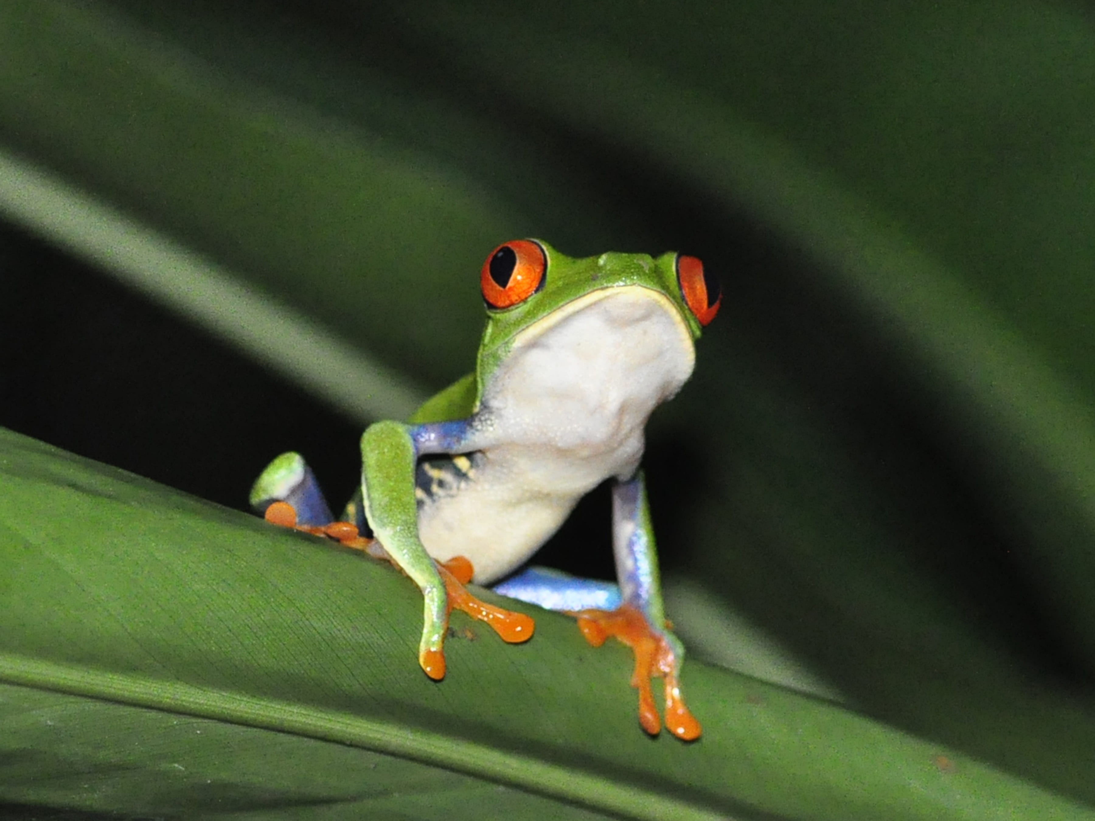 Costa Rica a tu aire - viaje de   en  Costa Rica