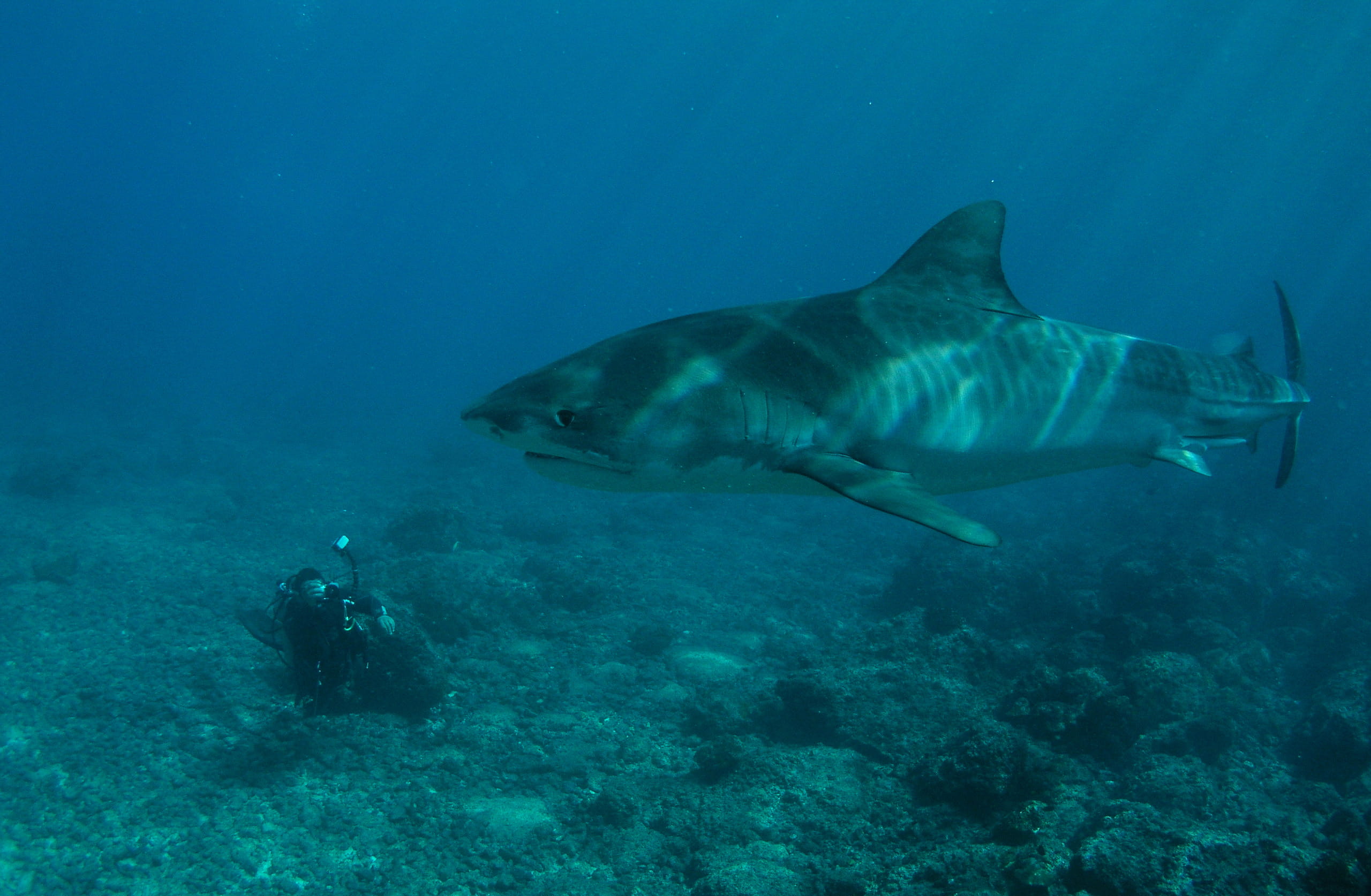 Cocos live on board - trip of   in  Costa Rica