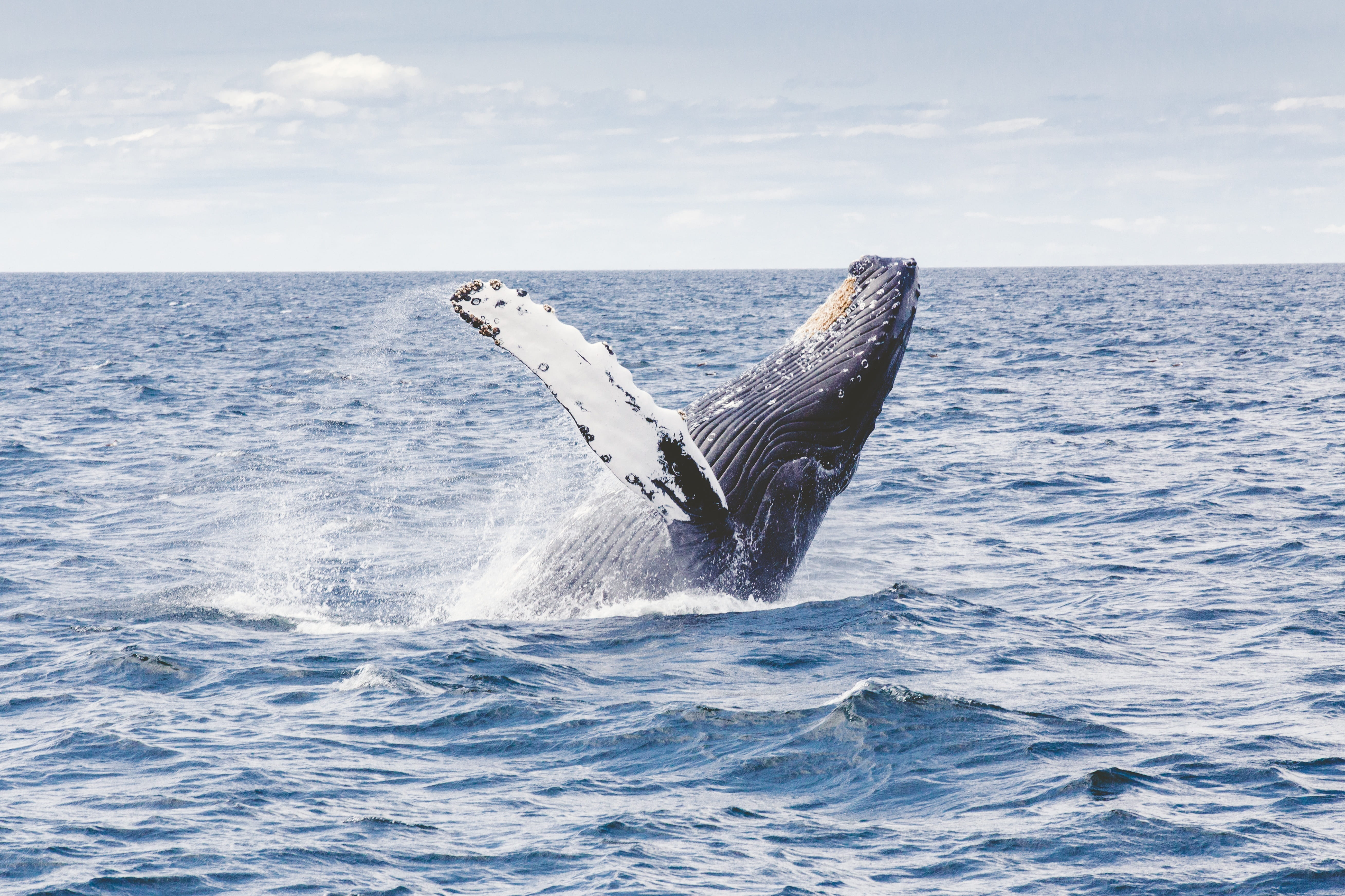 Diving in Costa Rica - trip of   in  Costa Rica