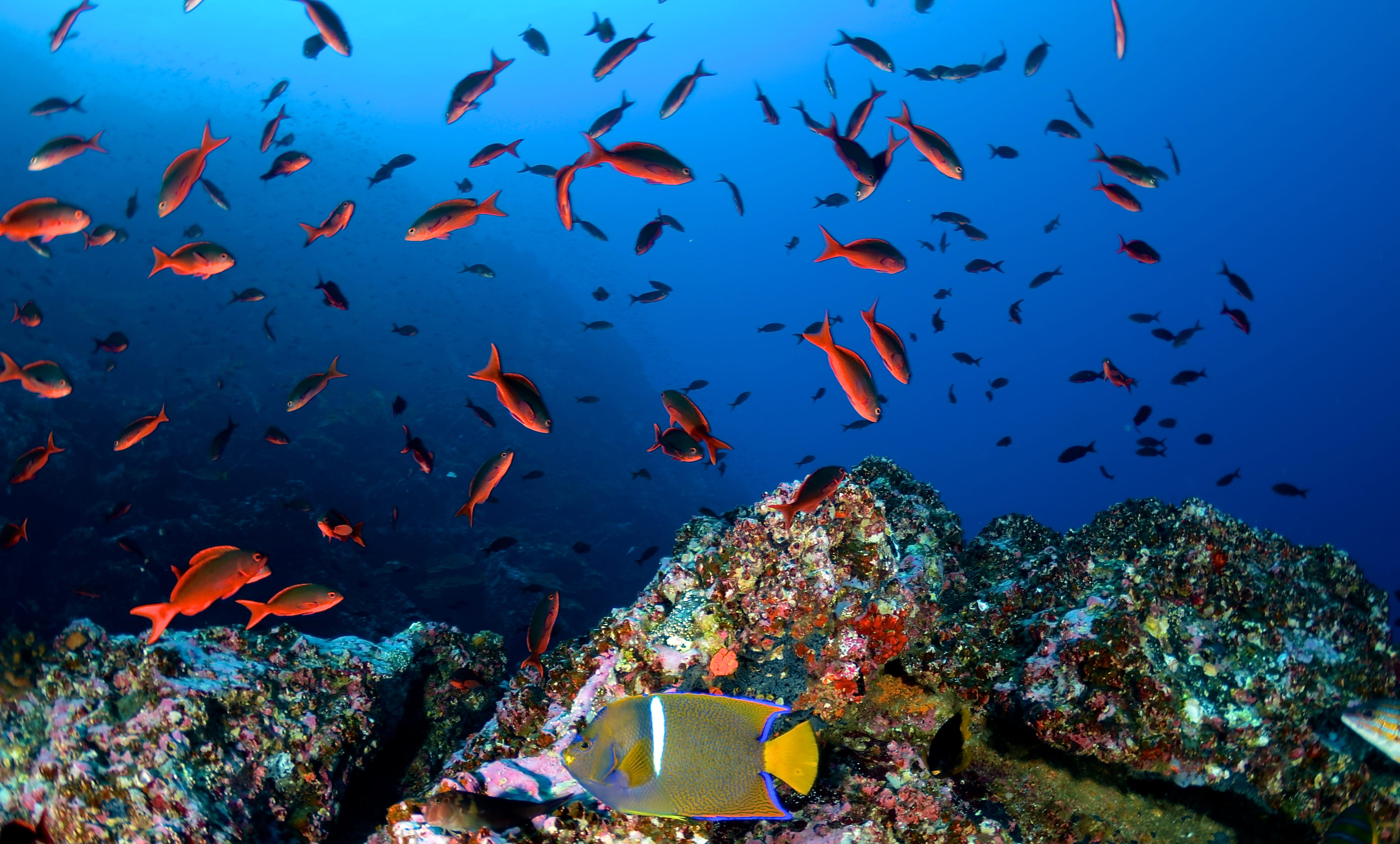 Diving in Costa Rica