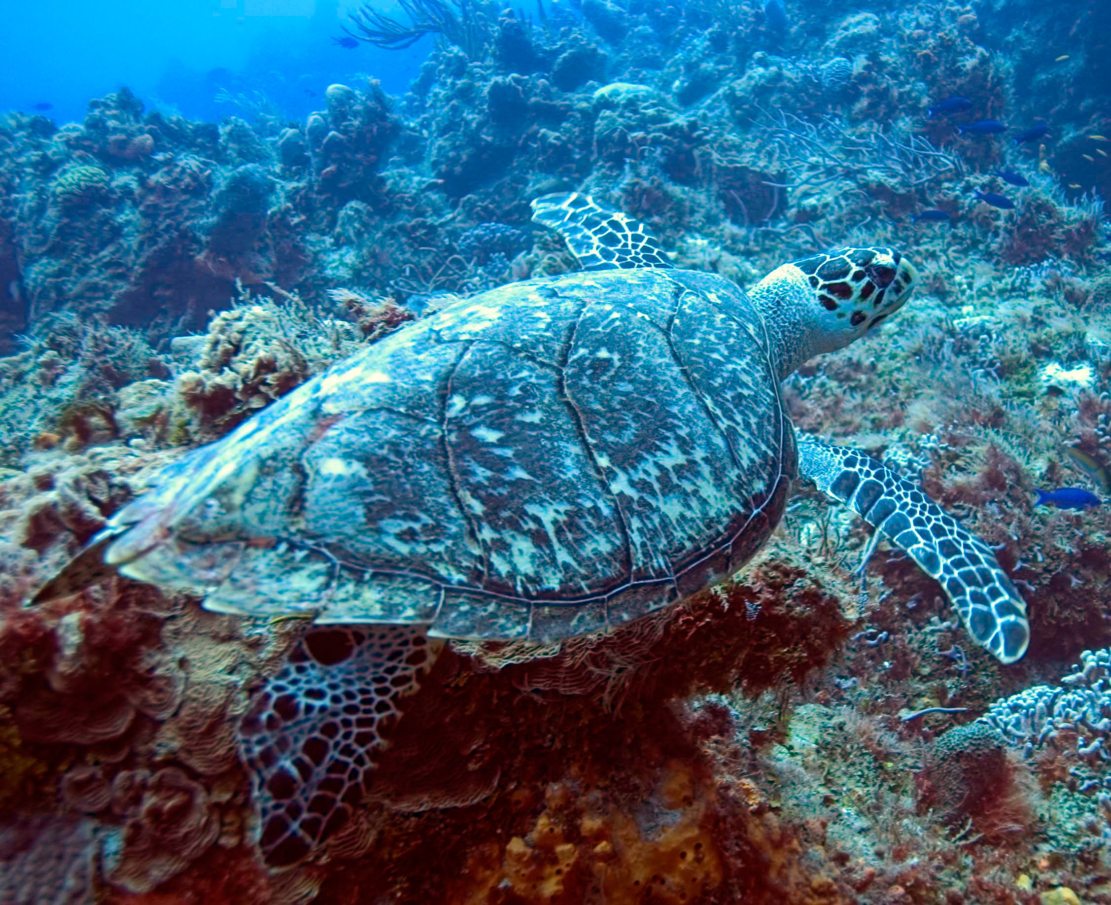 Diving in Costa Rica - trip of   in  Costa Rica