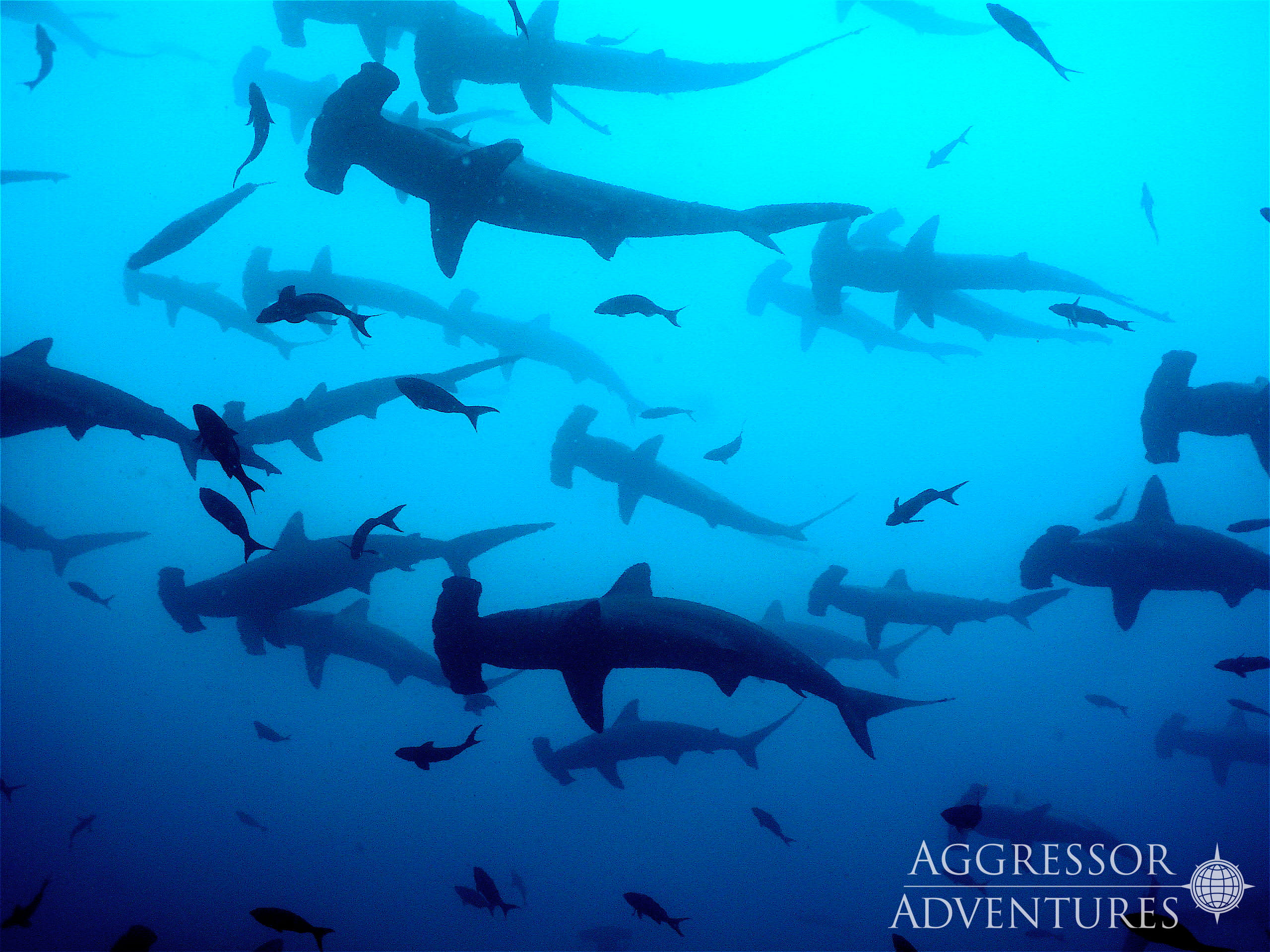 Vida a bordo en Cocos - Aggressor