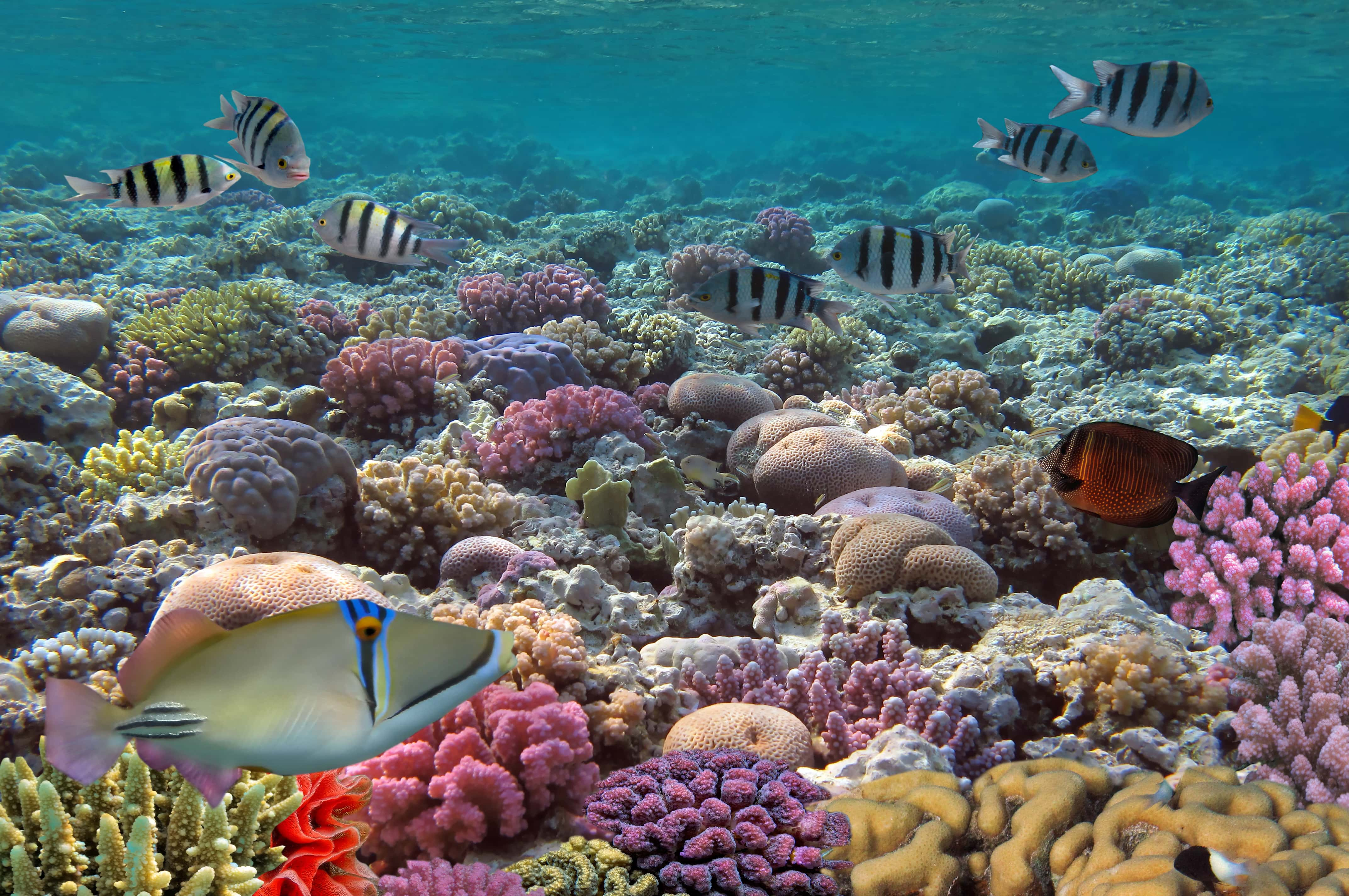 Buceo en María la Gorda - viaje de   en  Cuba