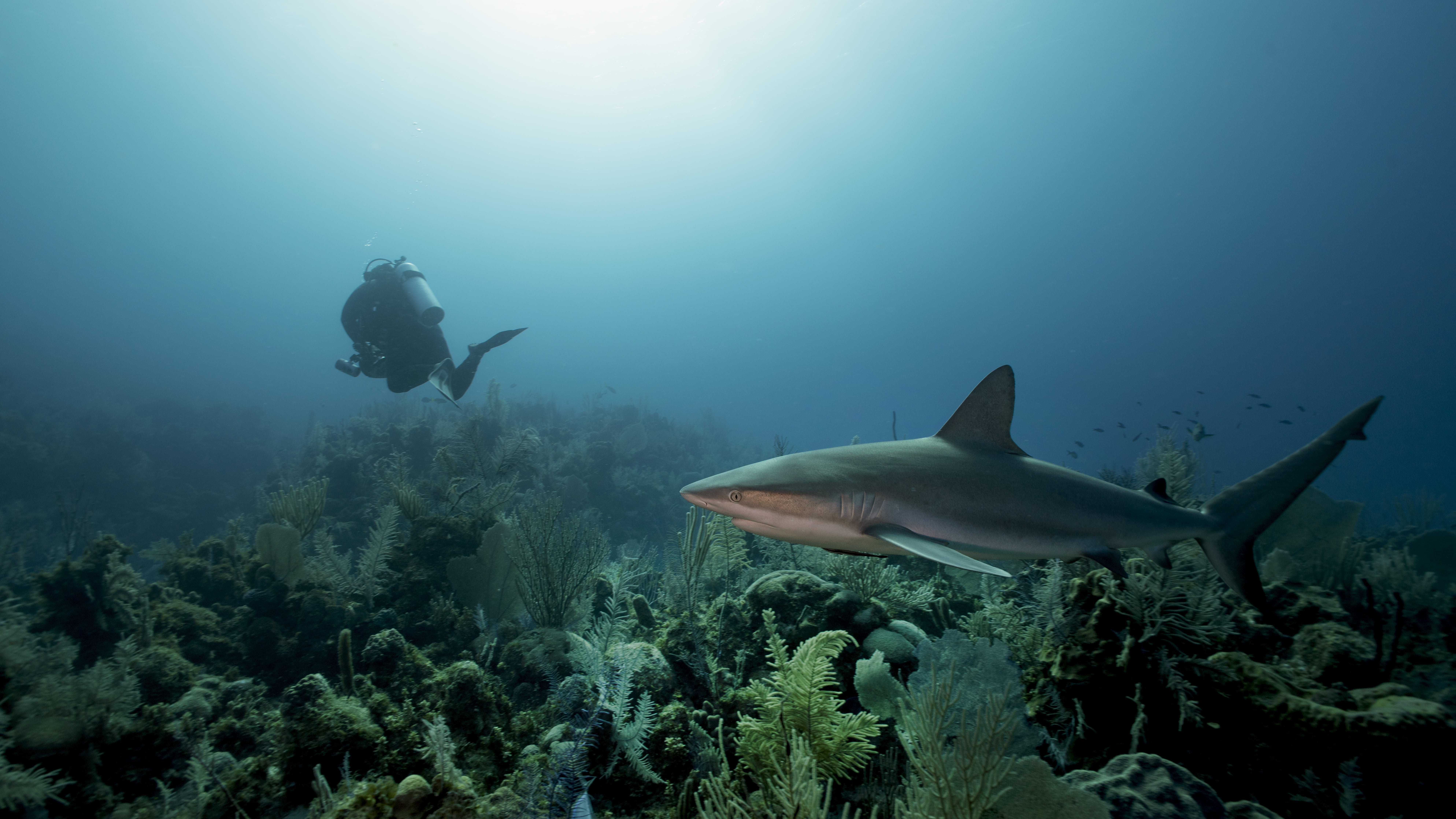 Liveaboard in Walls of Zapata, Bay of Pigs