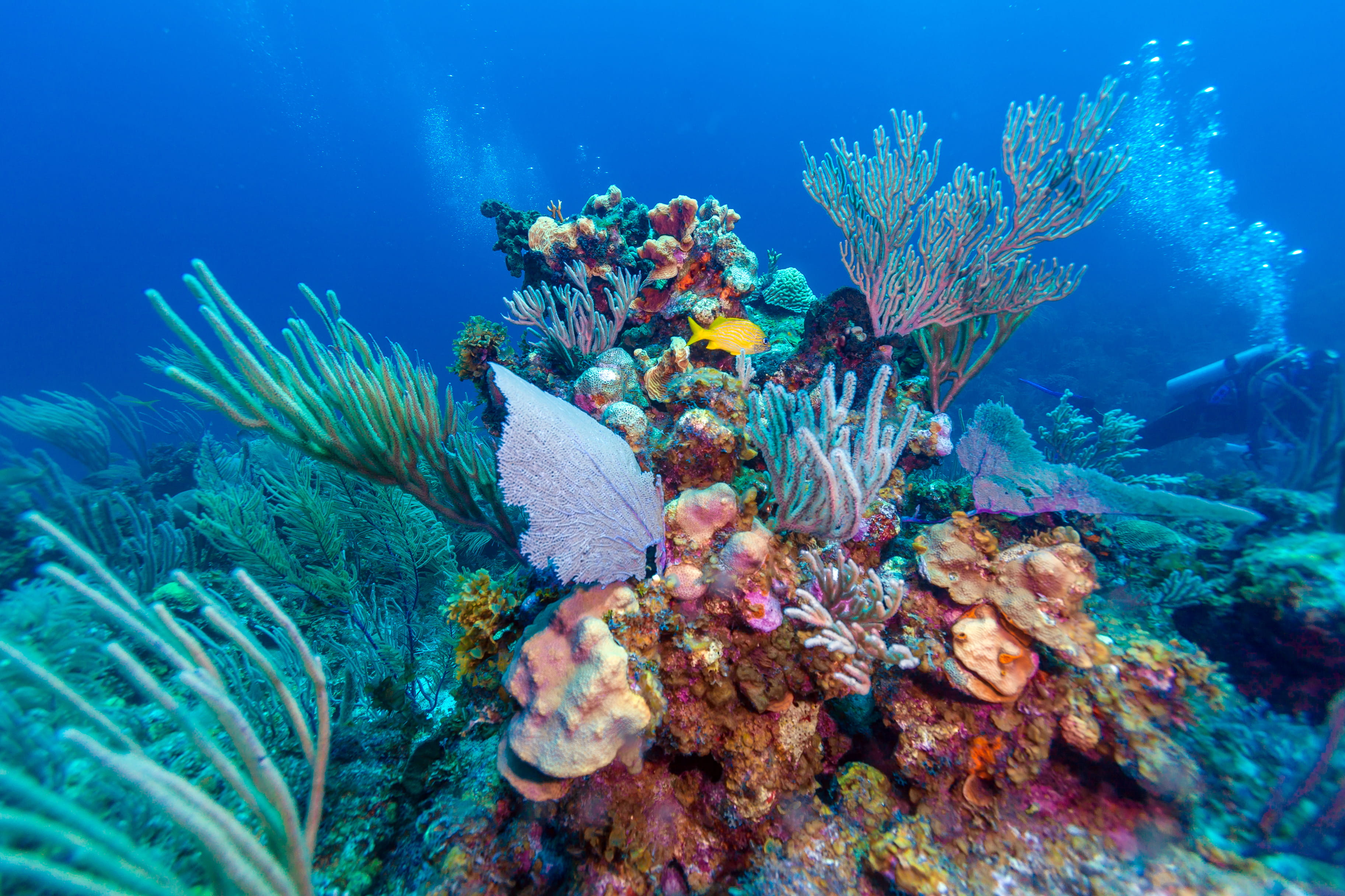 Buceo en María la Gorda - viaje de   en  Cuba