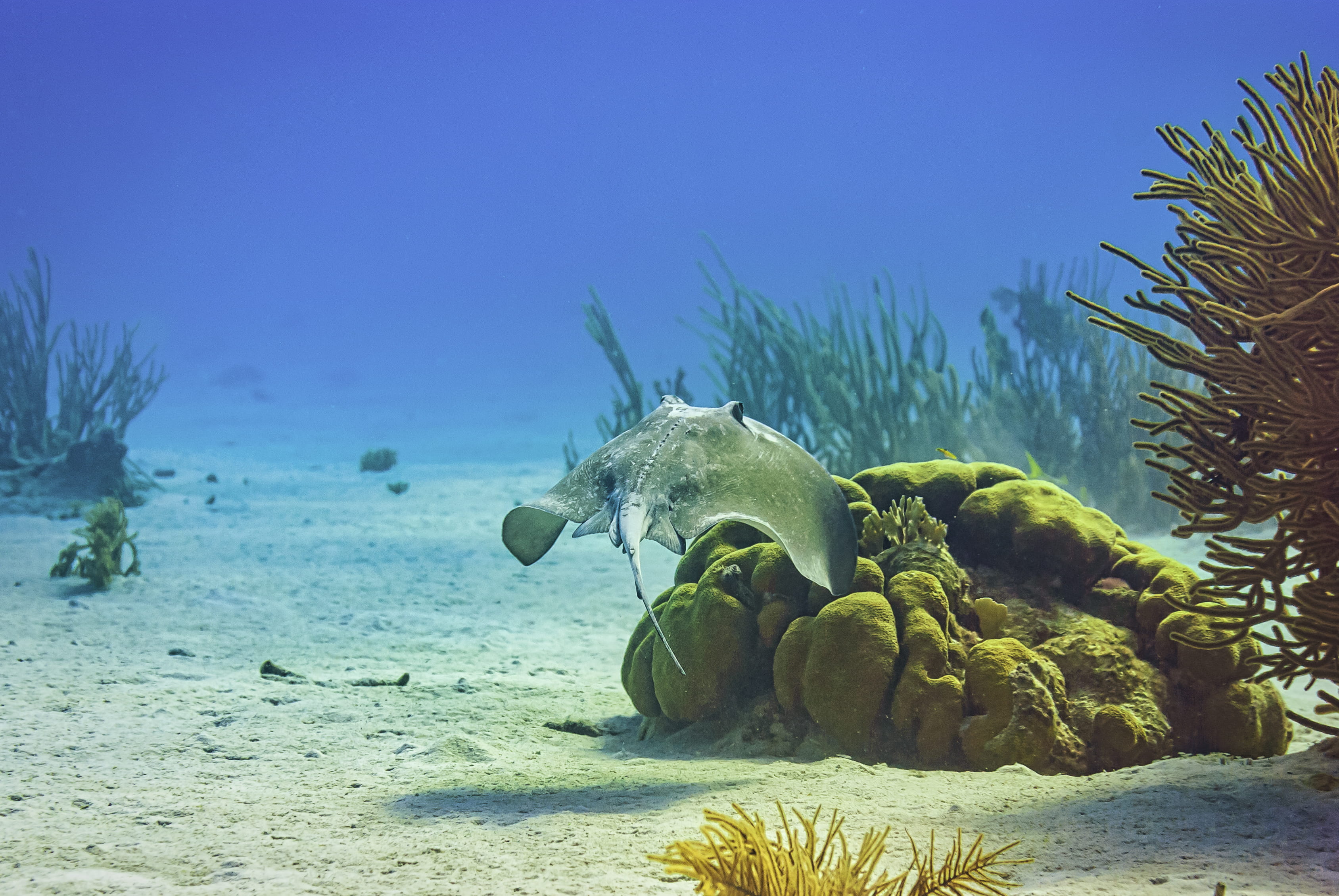 Dive in María La Gorda - trip of   in  Cuba