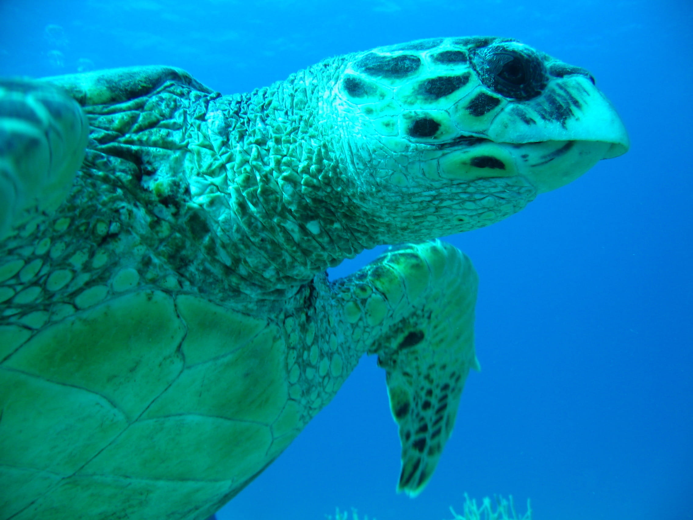 Cuba Dive Safari  - trip of   in  Cuba