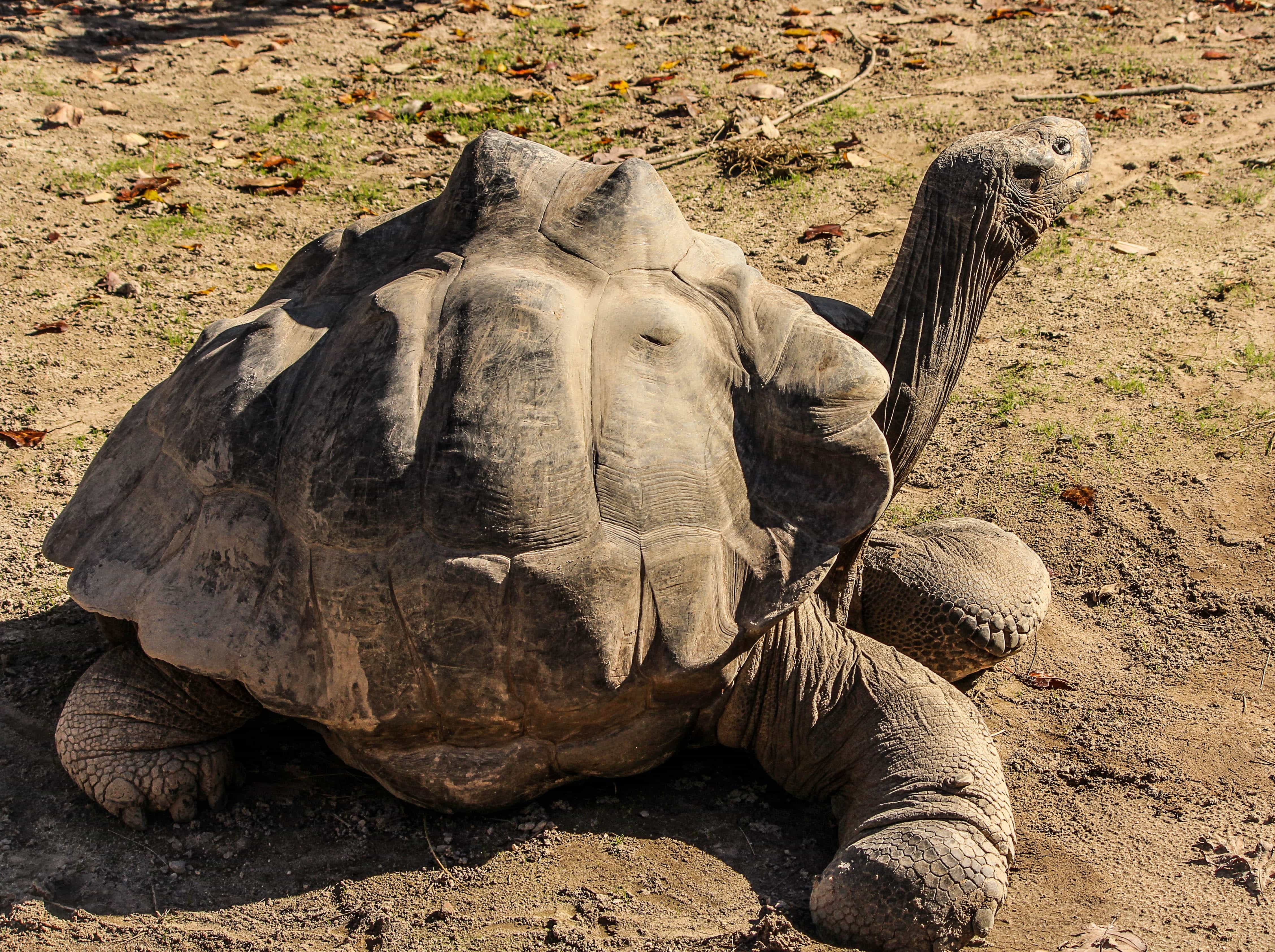 Galápagos