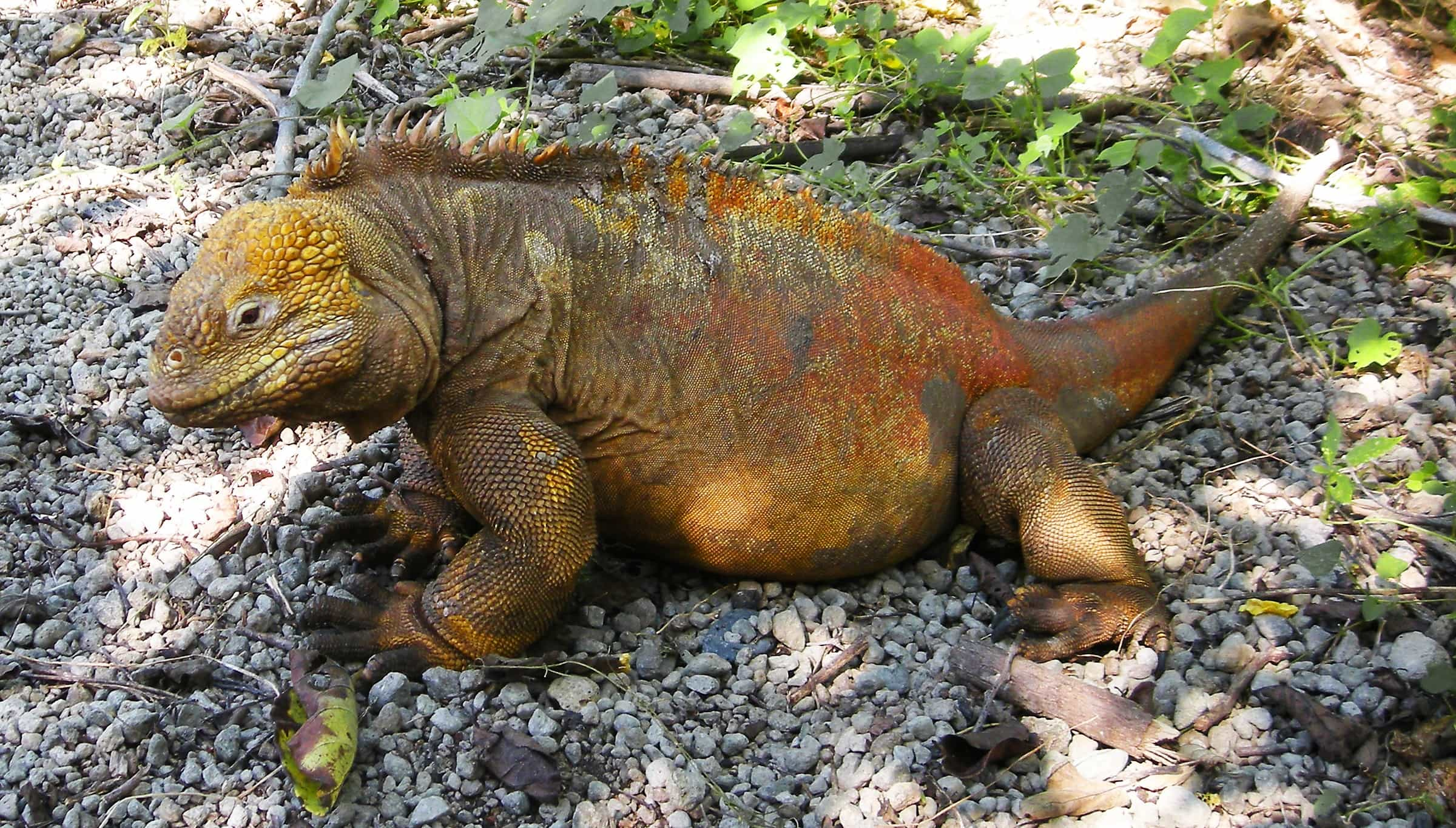 Galápagos - viaje de   en  Ecuador