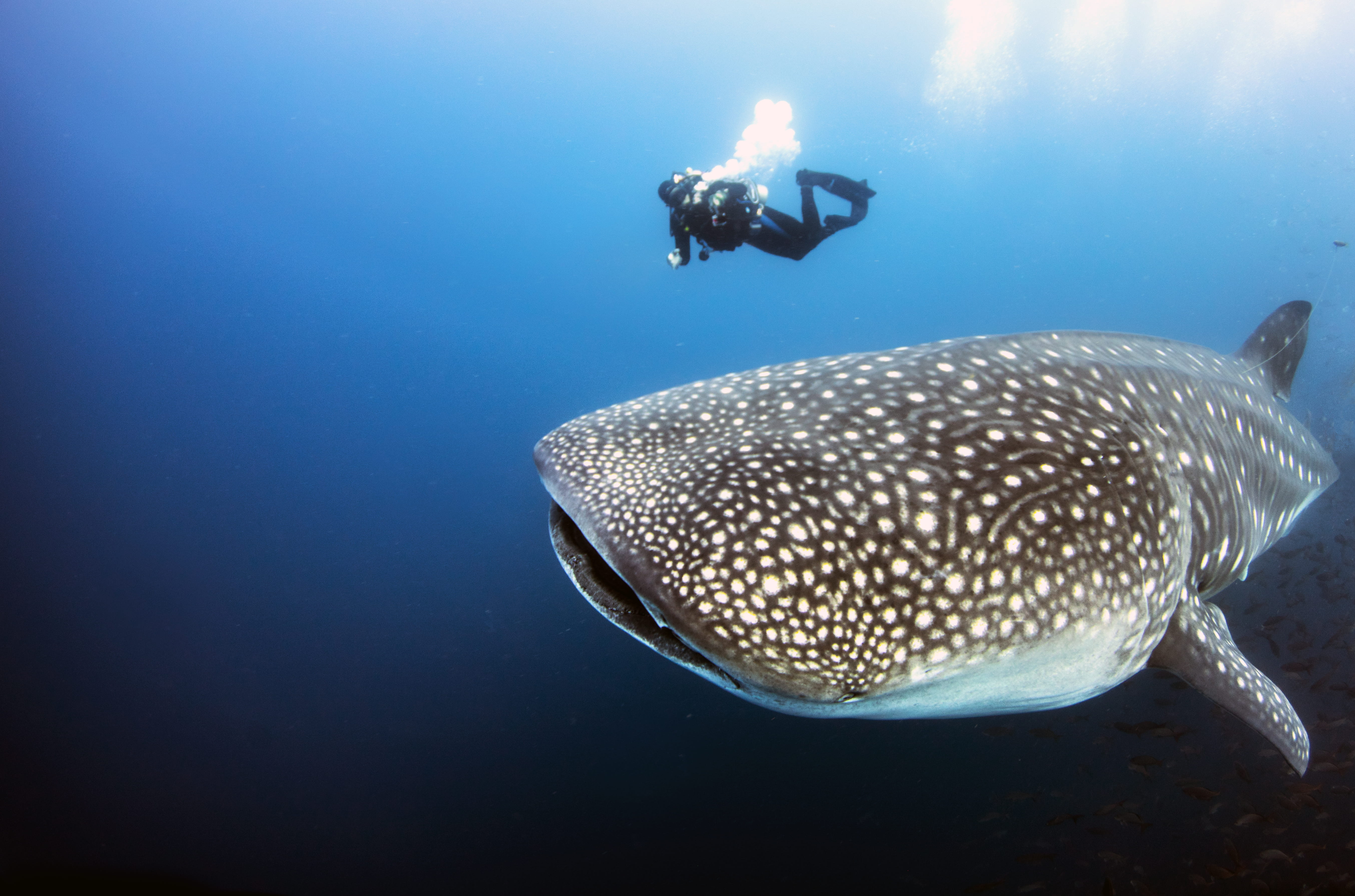 Buceo en Galápagos - viaje de   en  Ecuador