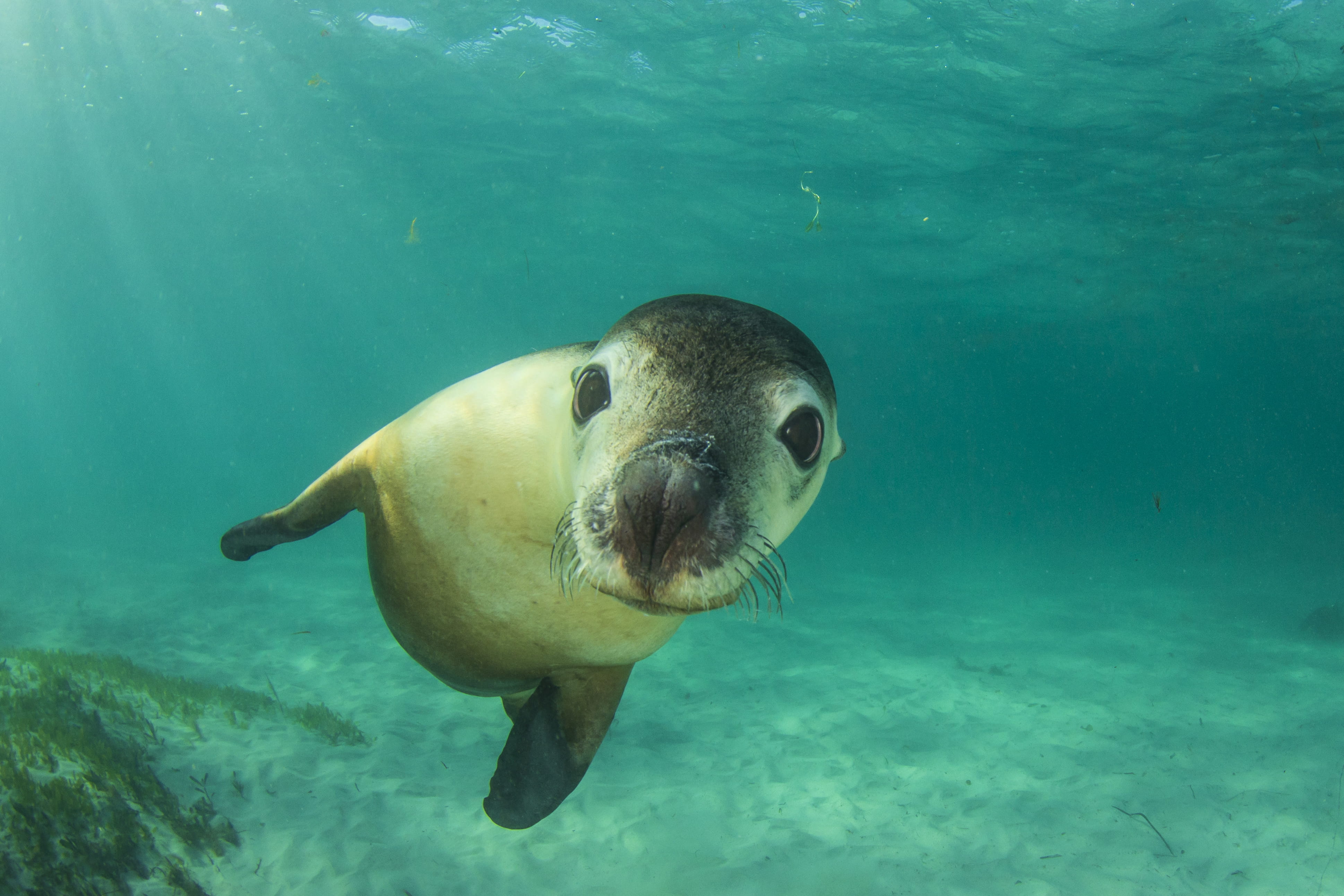 Diving in Galápagos