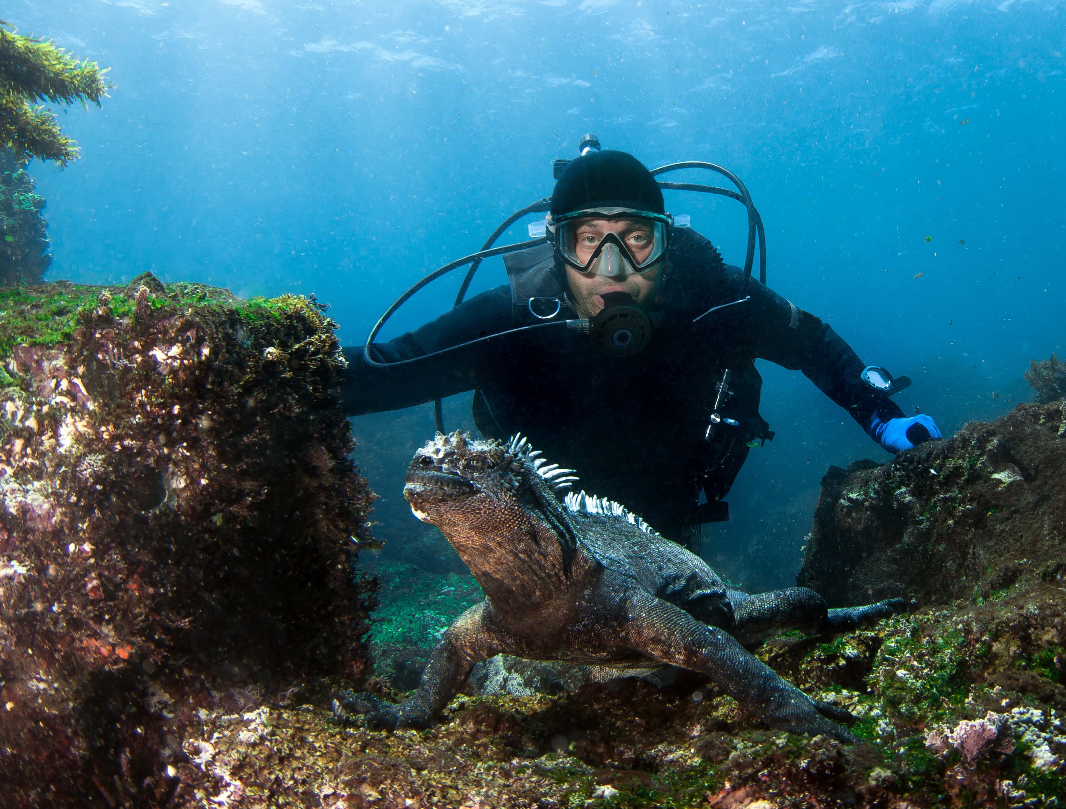 Galapagos: diving and islands - trip of   in  Ecuador