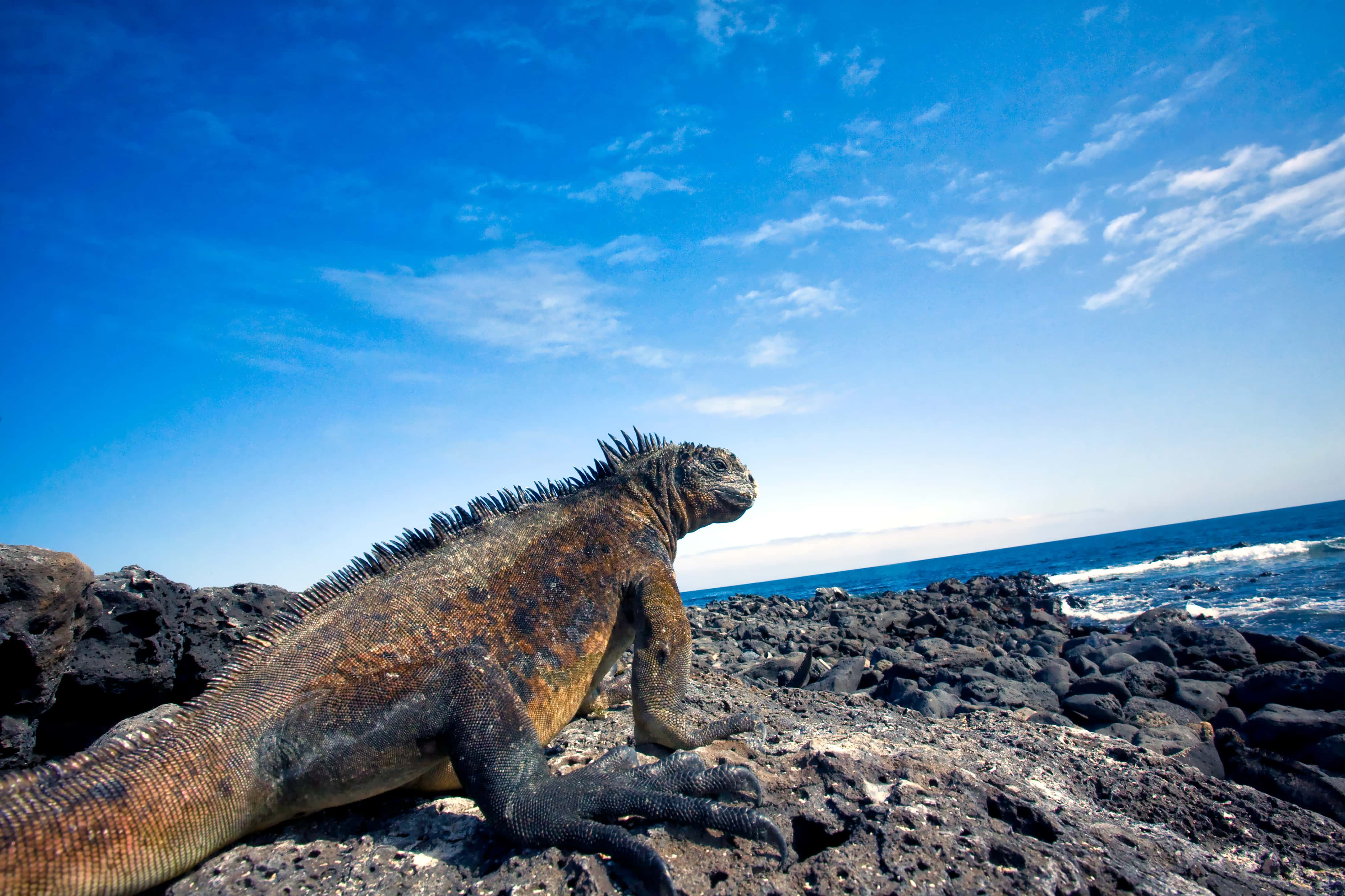 Galapagos: diving and islands