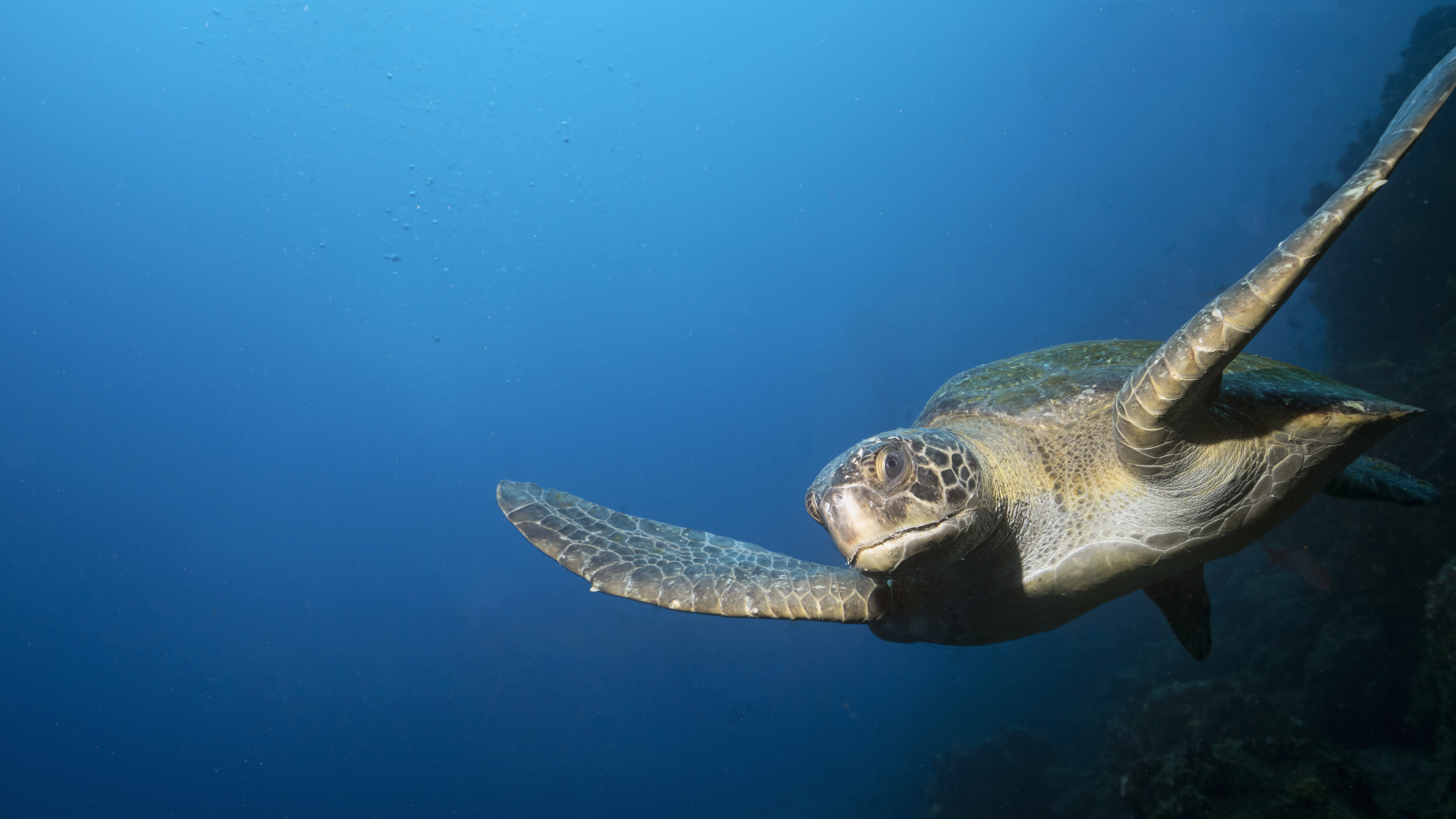 Buceo en Galápagos - viaje de   en  Ecuador