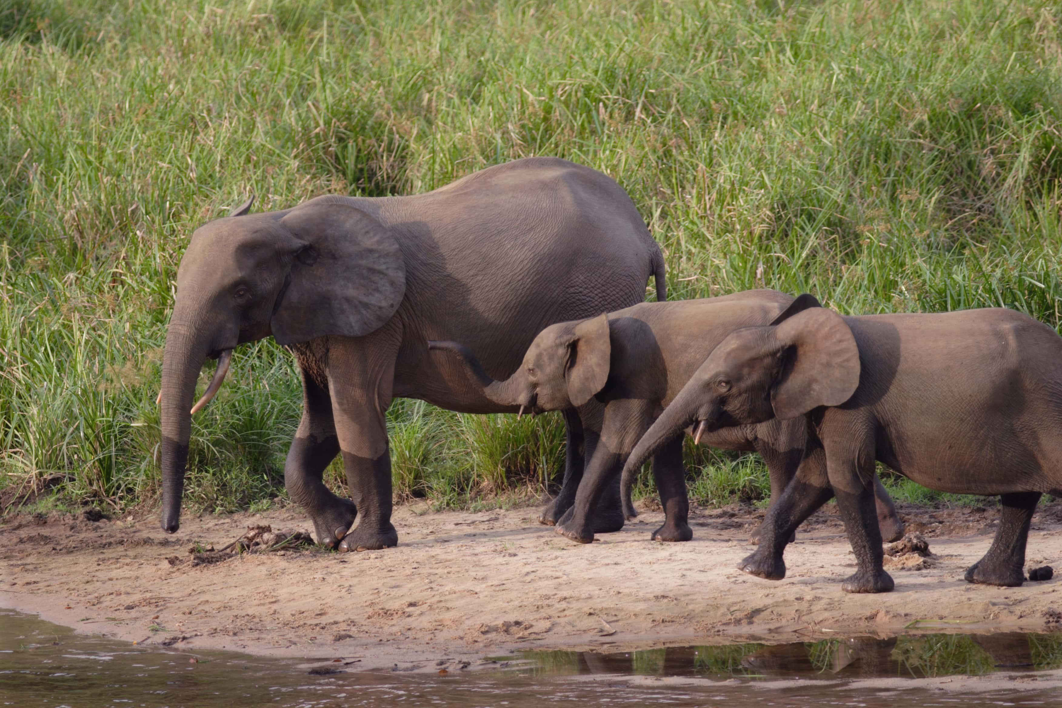 Gorillas in Gabon - trip of   in  Gabon