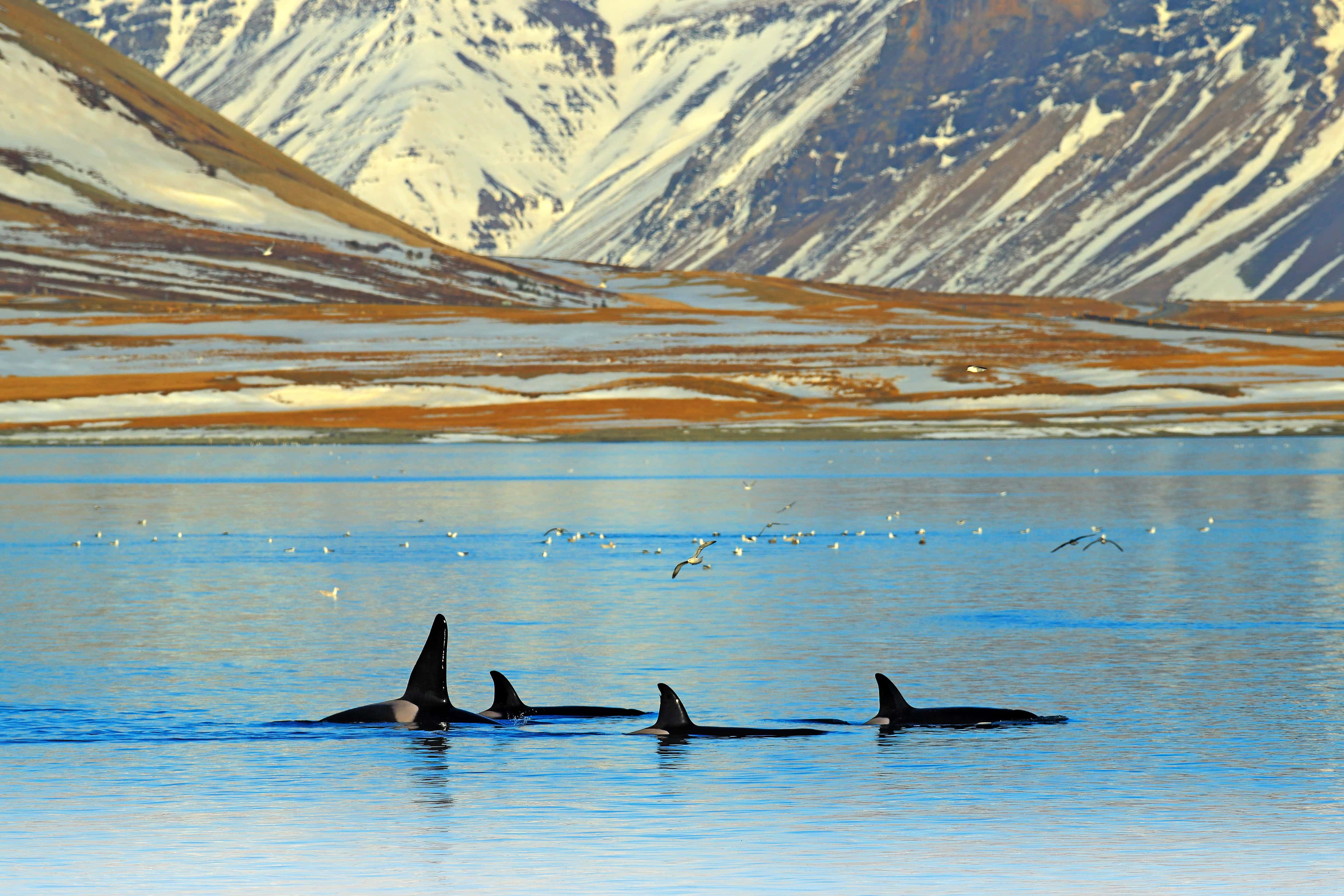 Buceo en Islandia y Groenlandia - viaje de   en  Islandia, Groenlandia