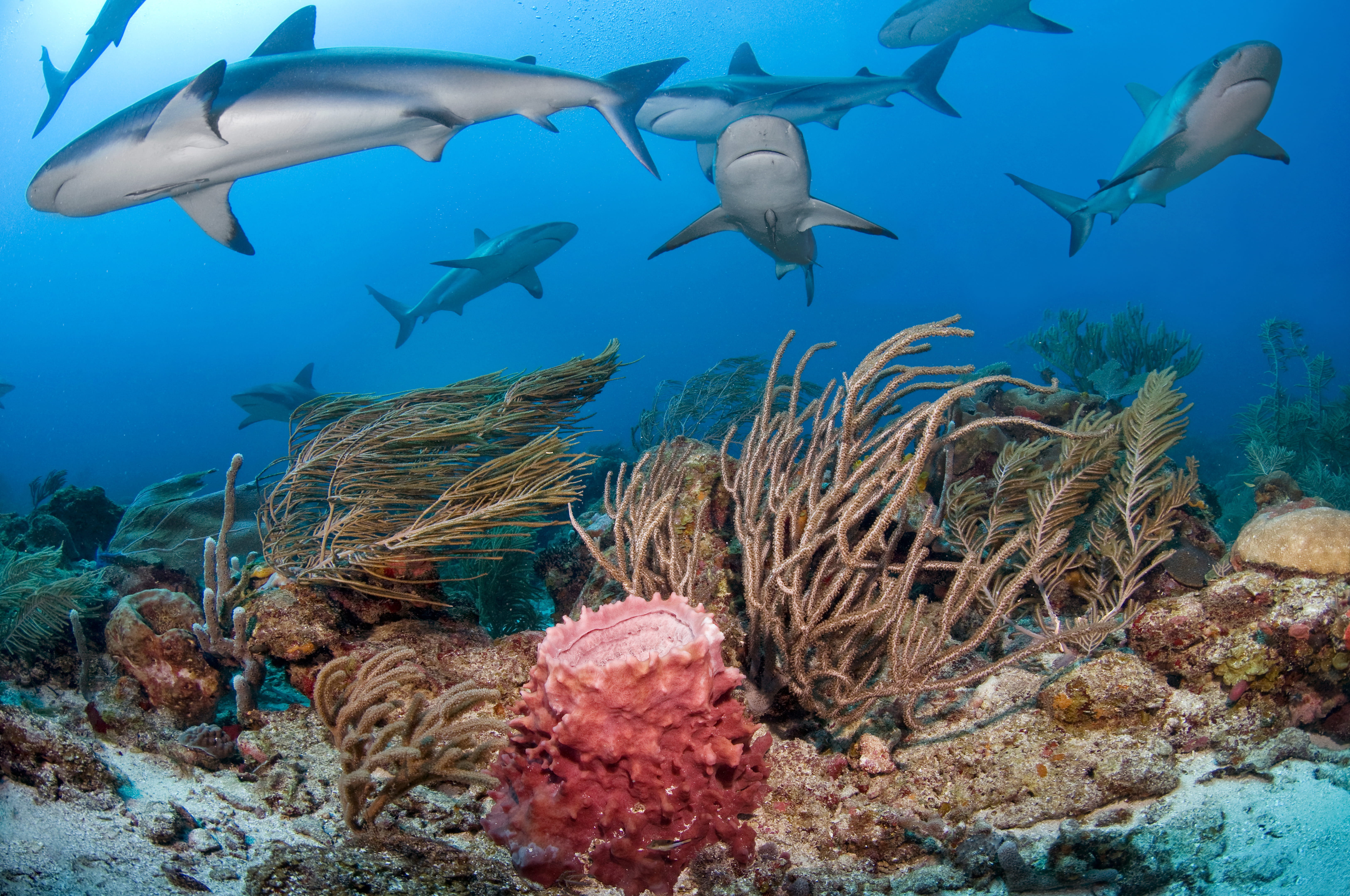 Liveaboard in Roatan