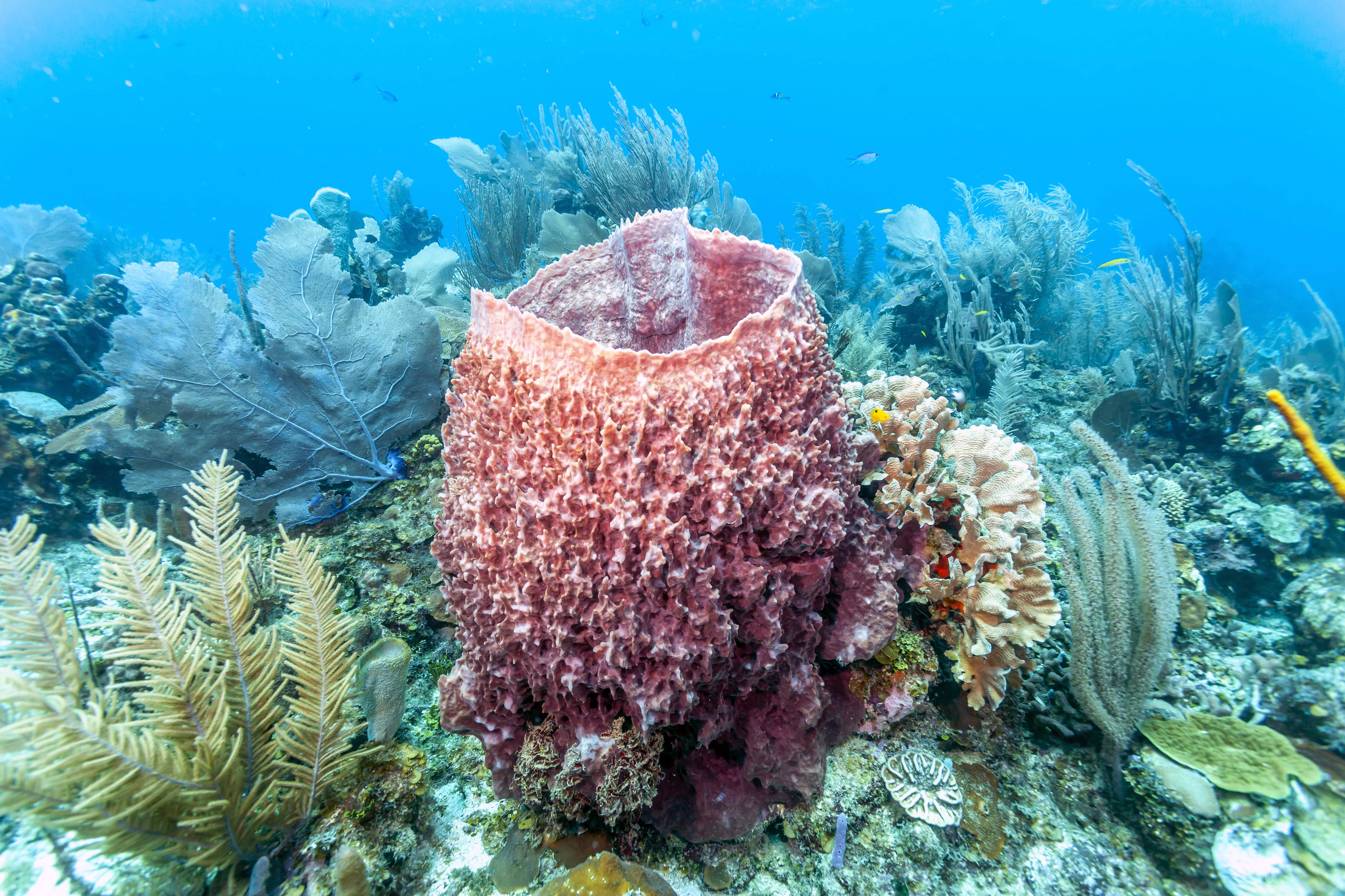 Liveaboard in Roatan - trip of   in  Honduras