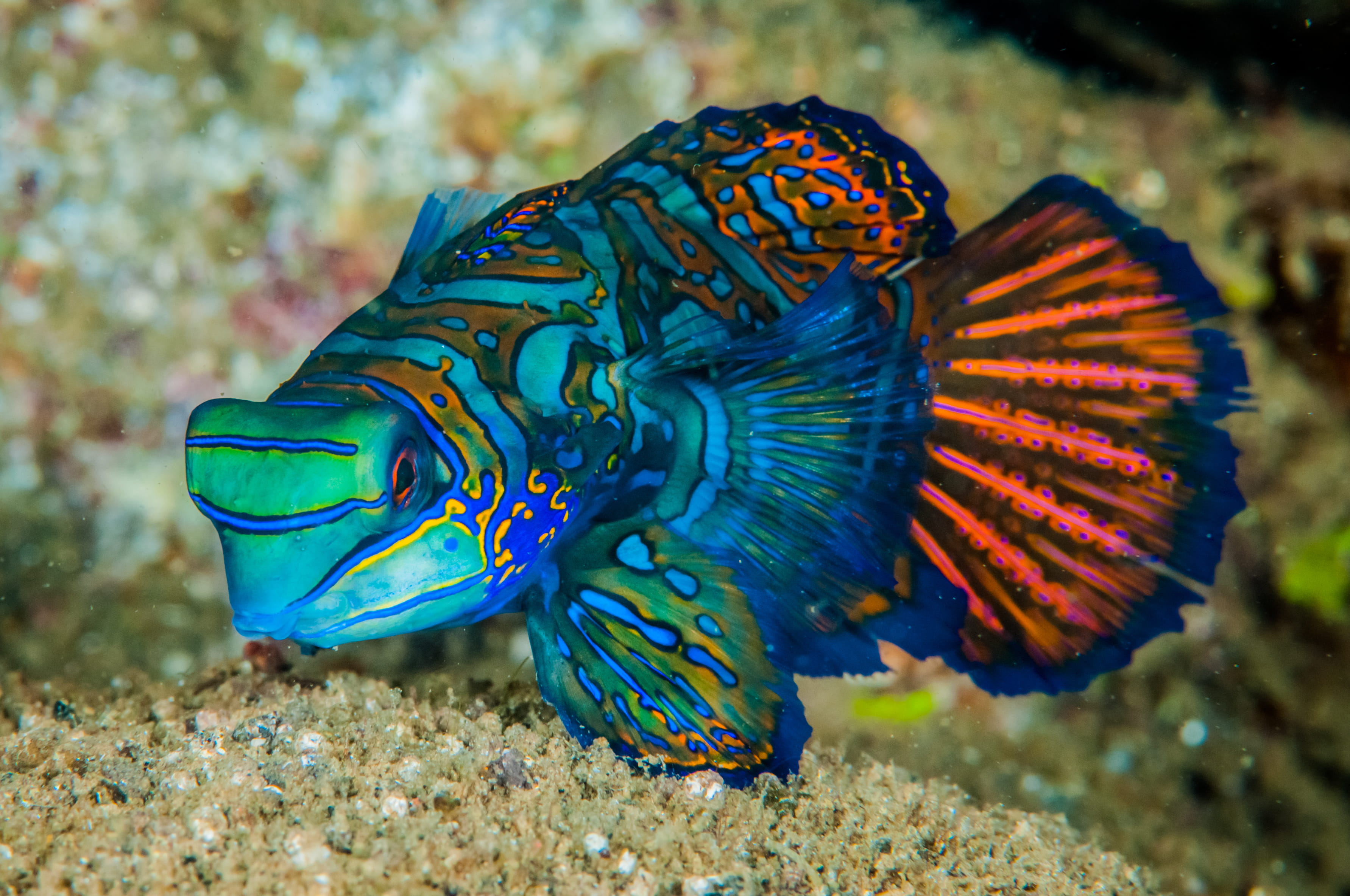 Sulawesi. Lembeh y Bunaken - viaje de   en  Indonesia