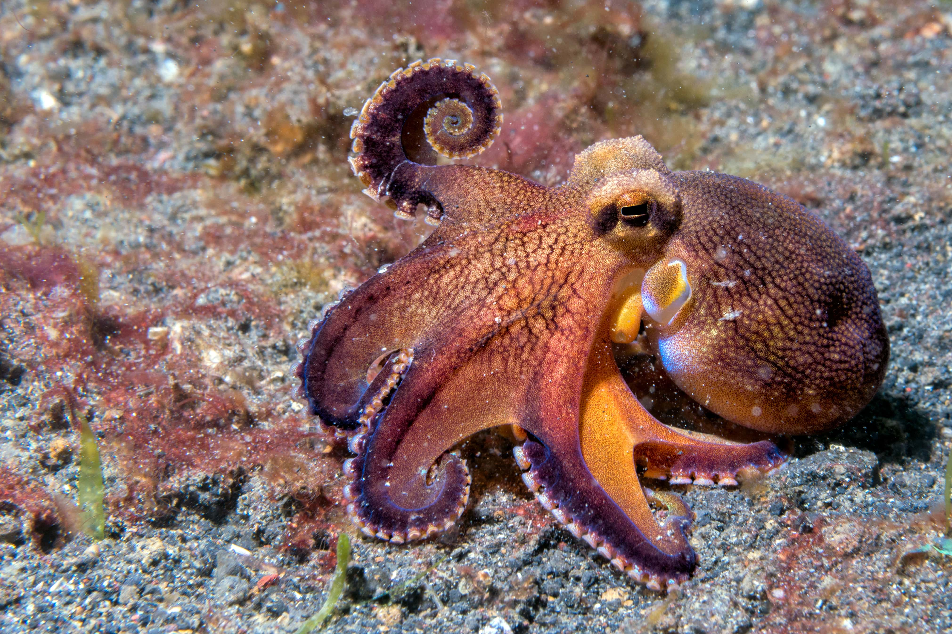 Sulawesi. Lembeh and Bunaken - trip of   in  Indonesia