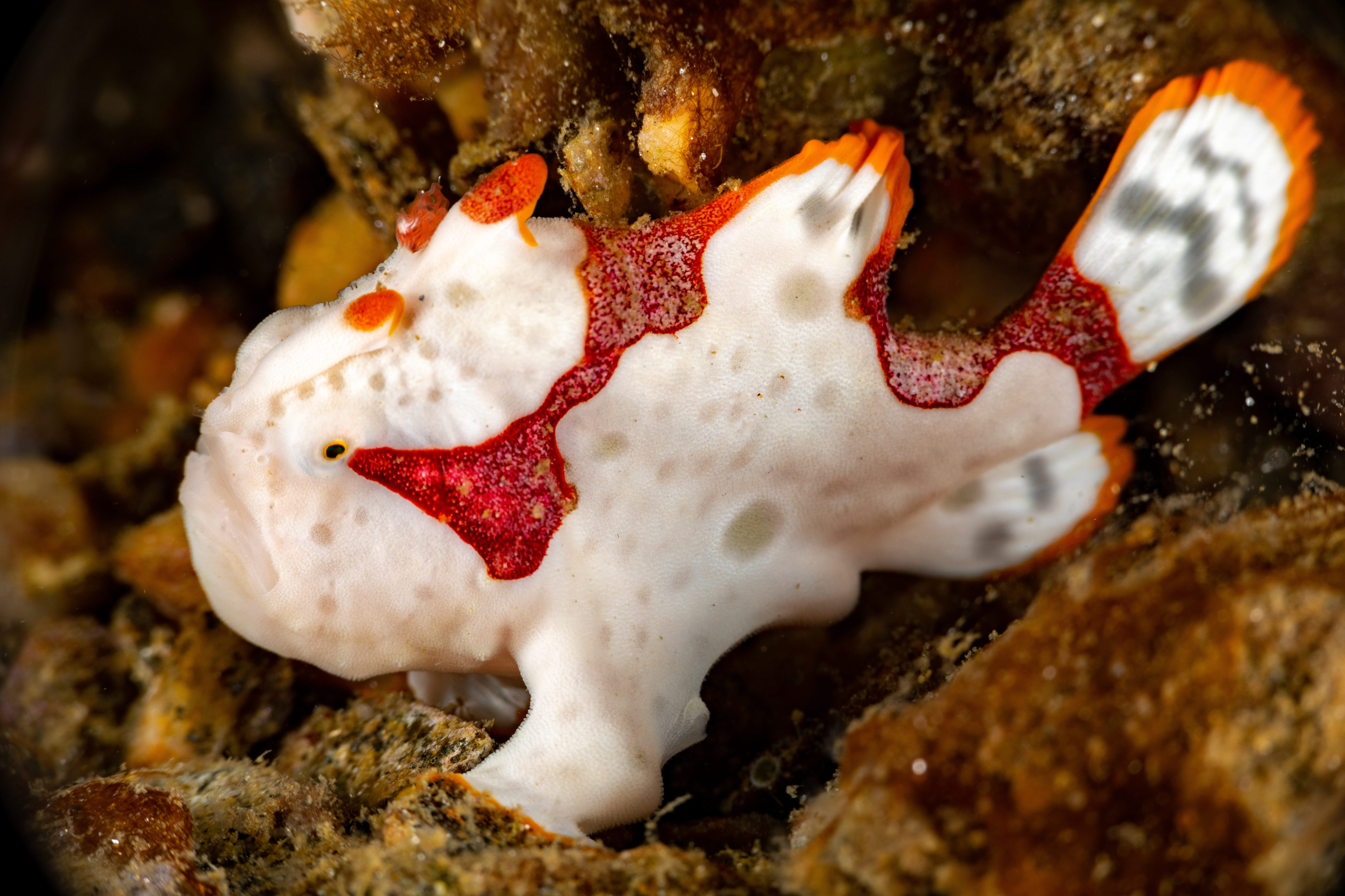 Sulawesi. Lembeh and Bunaken - trip of   in  Indonesia