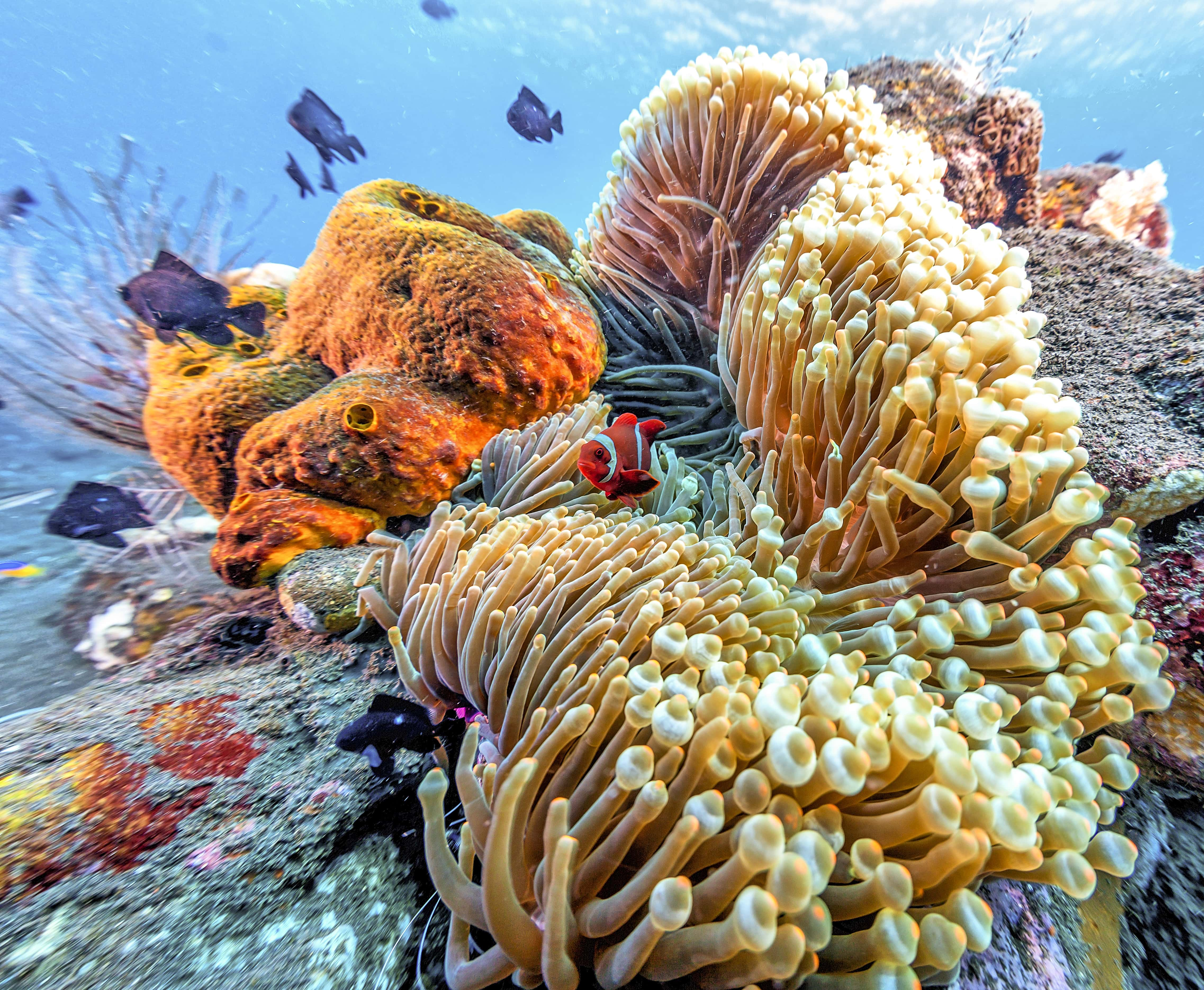 Liveaboard in Forgotten Islands