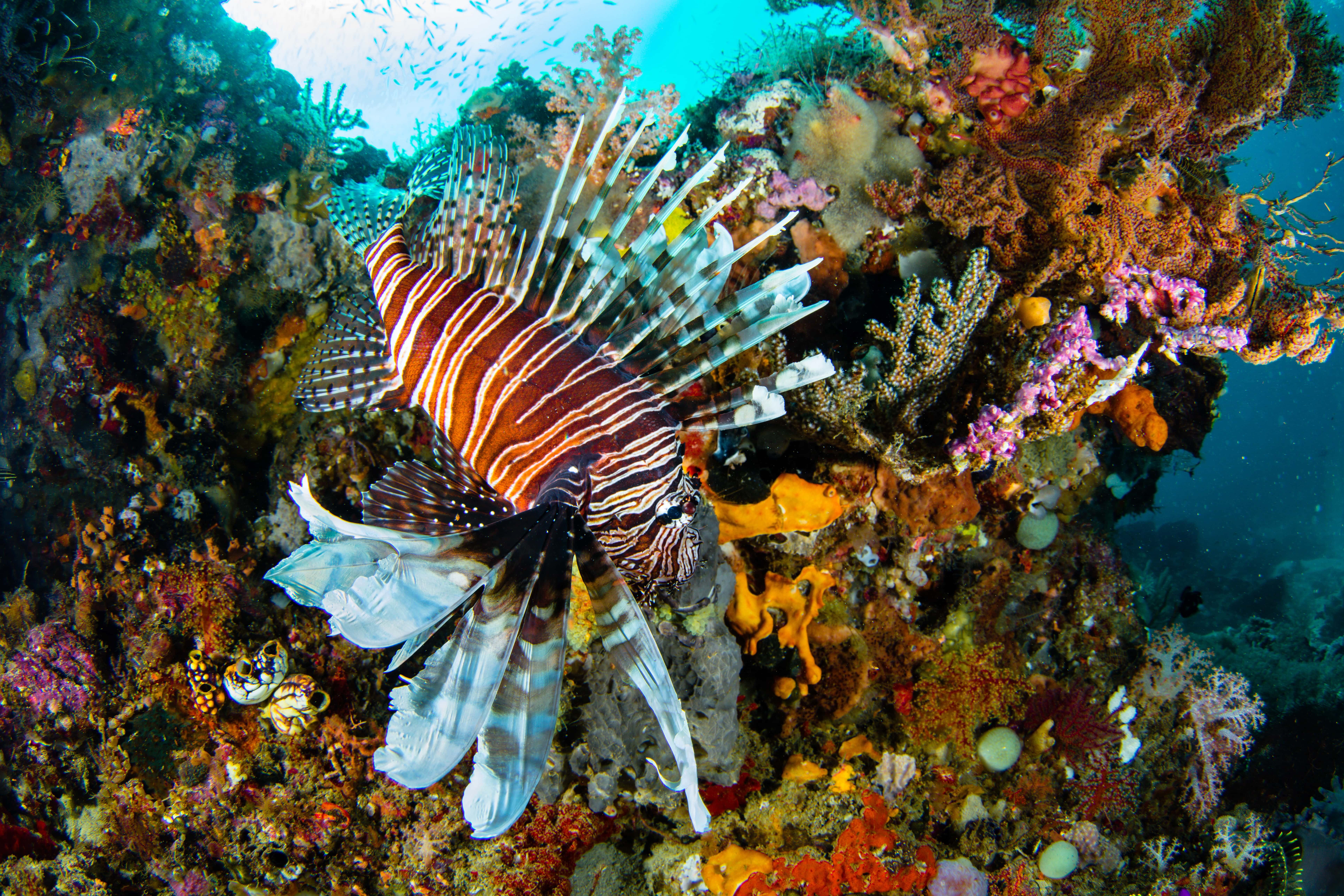 Liveaboard in komodo - trip of   in  Indonesia