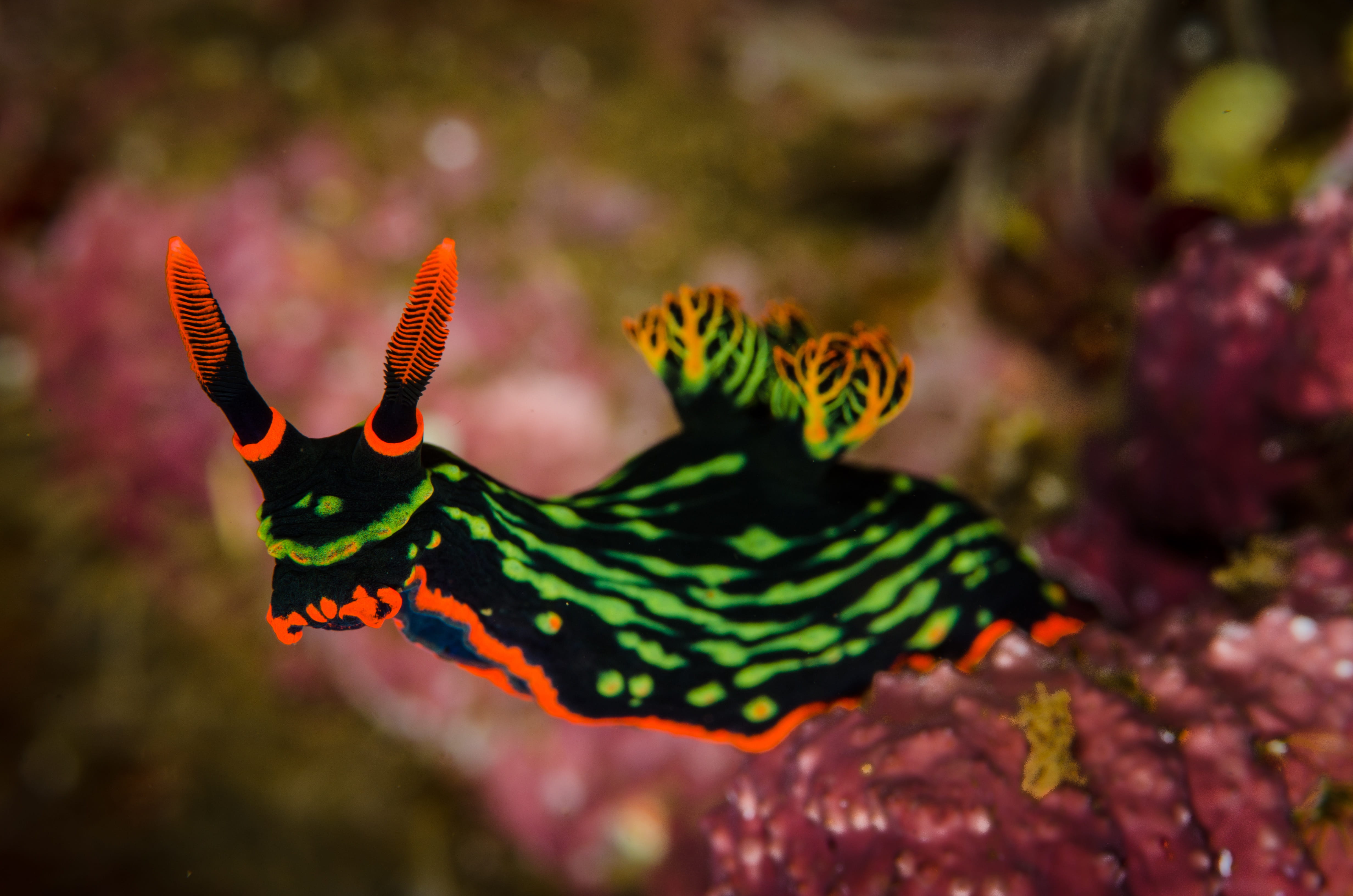 Vida a bordo en Derawan Islands - viaje de   en  Indonesia