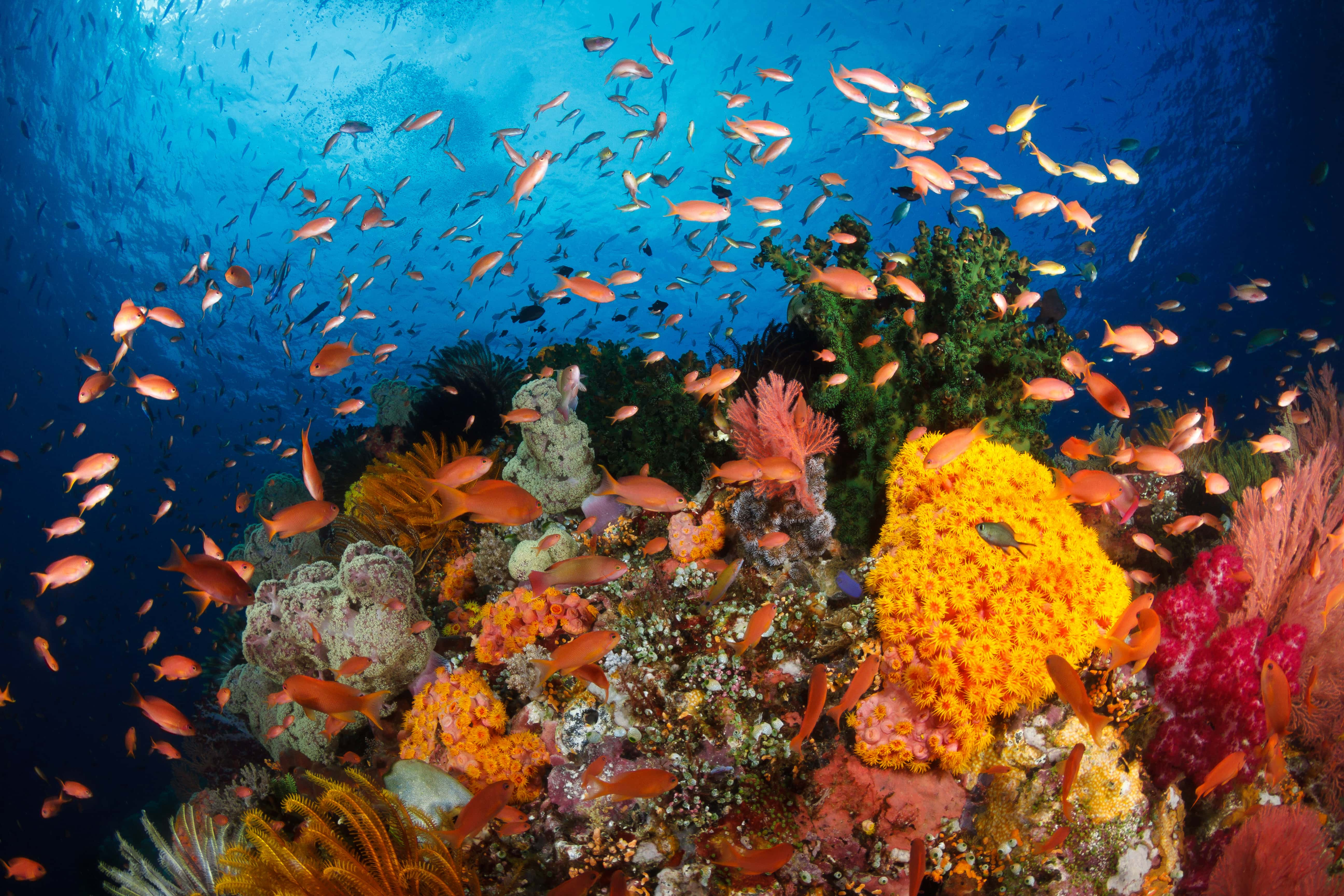 Buceo en Raja Ampat - viaje de   en  Indonesia